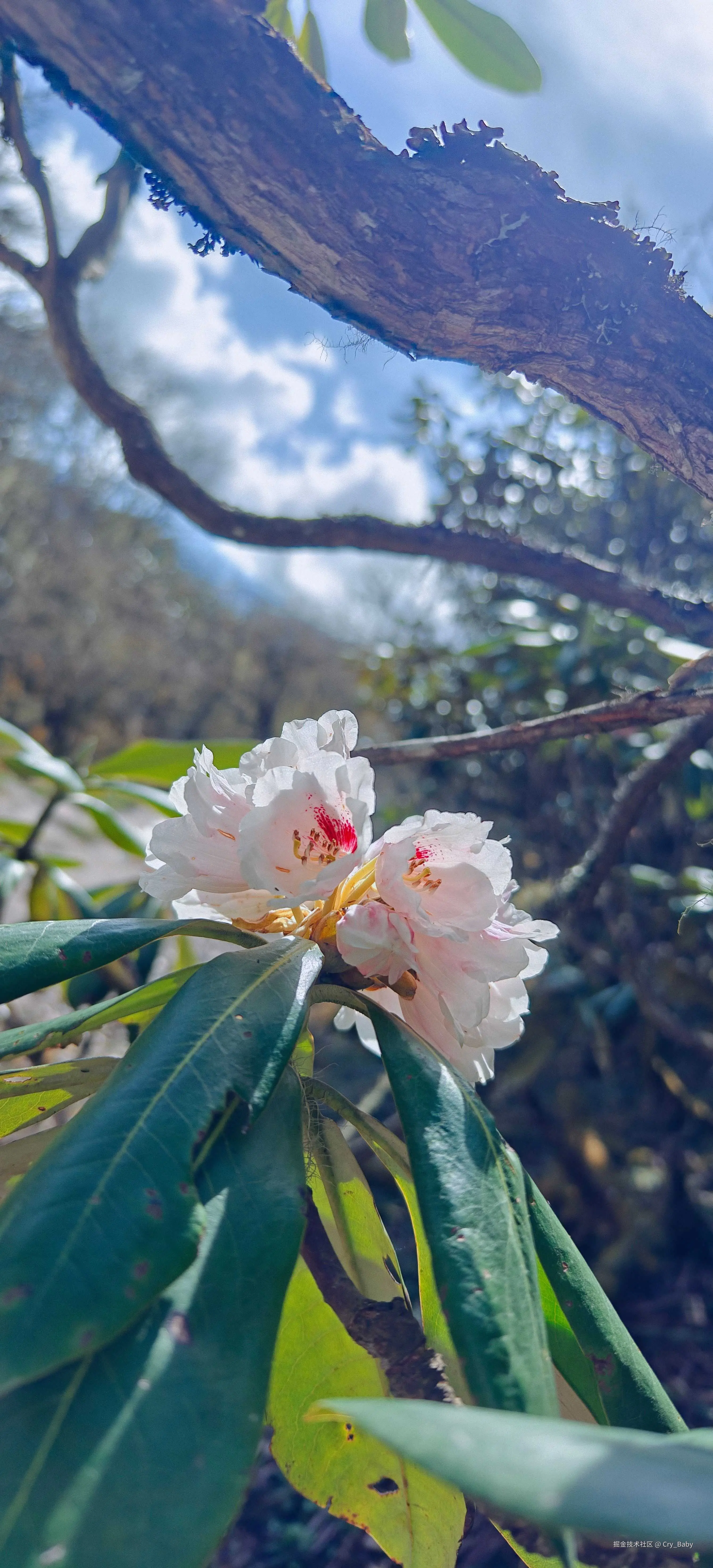 Cry_Baby于2025-05-19 14:47发布的图片