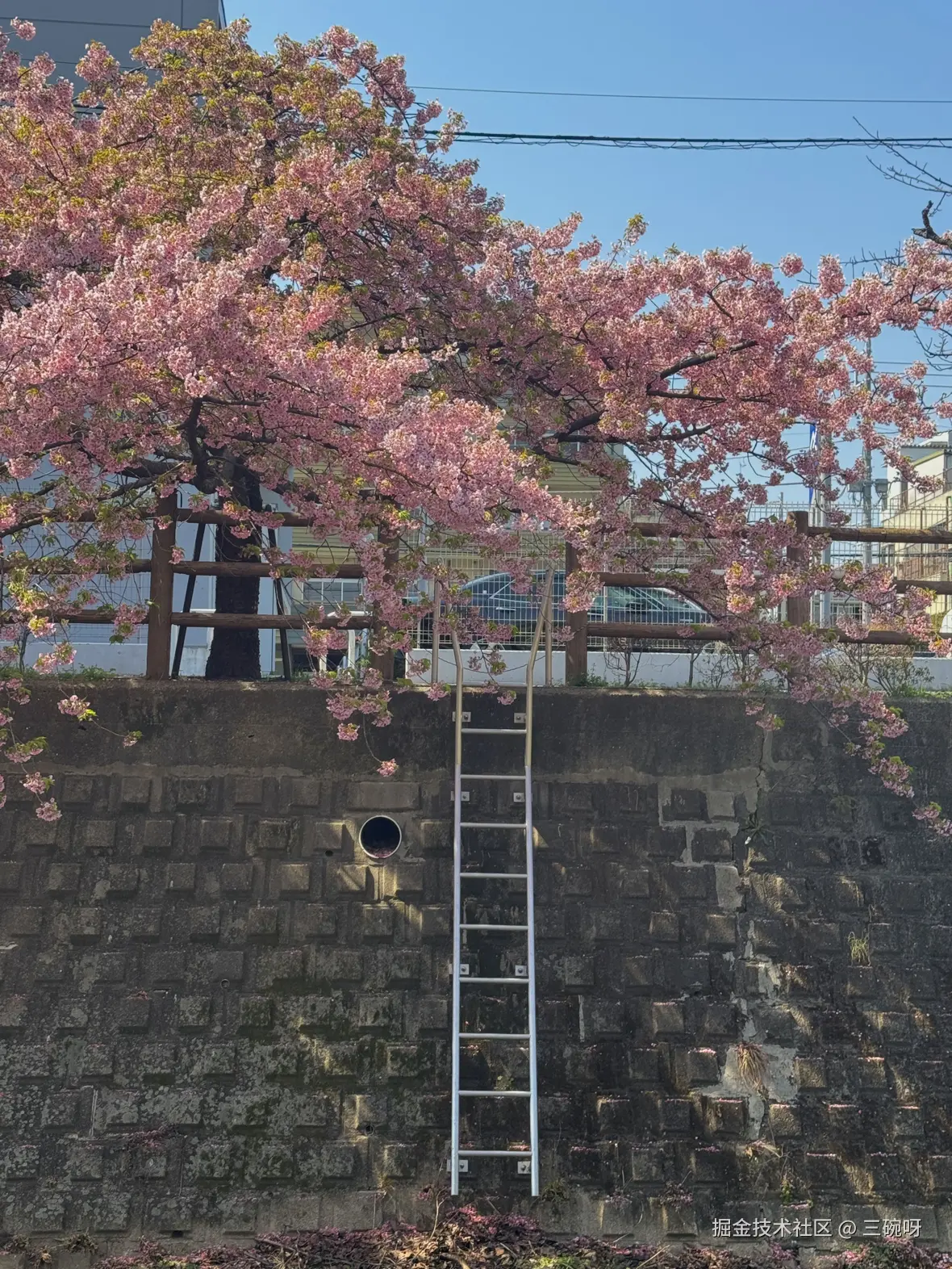 三碗呀于2025-04-02 11:03发布的图片