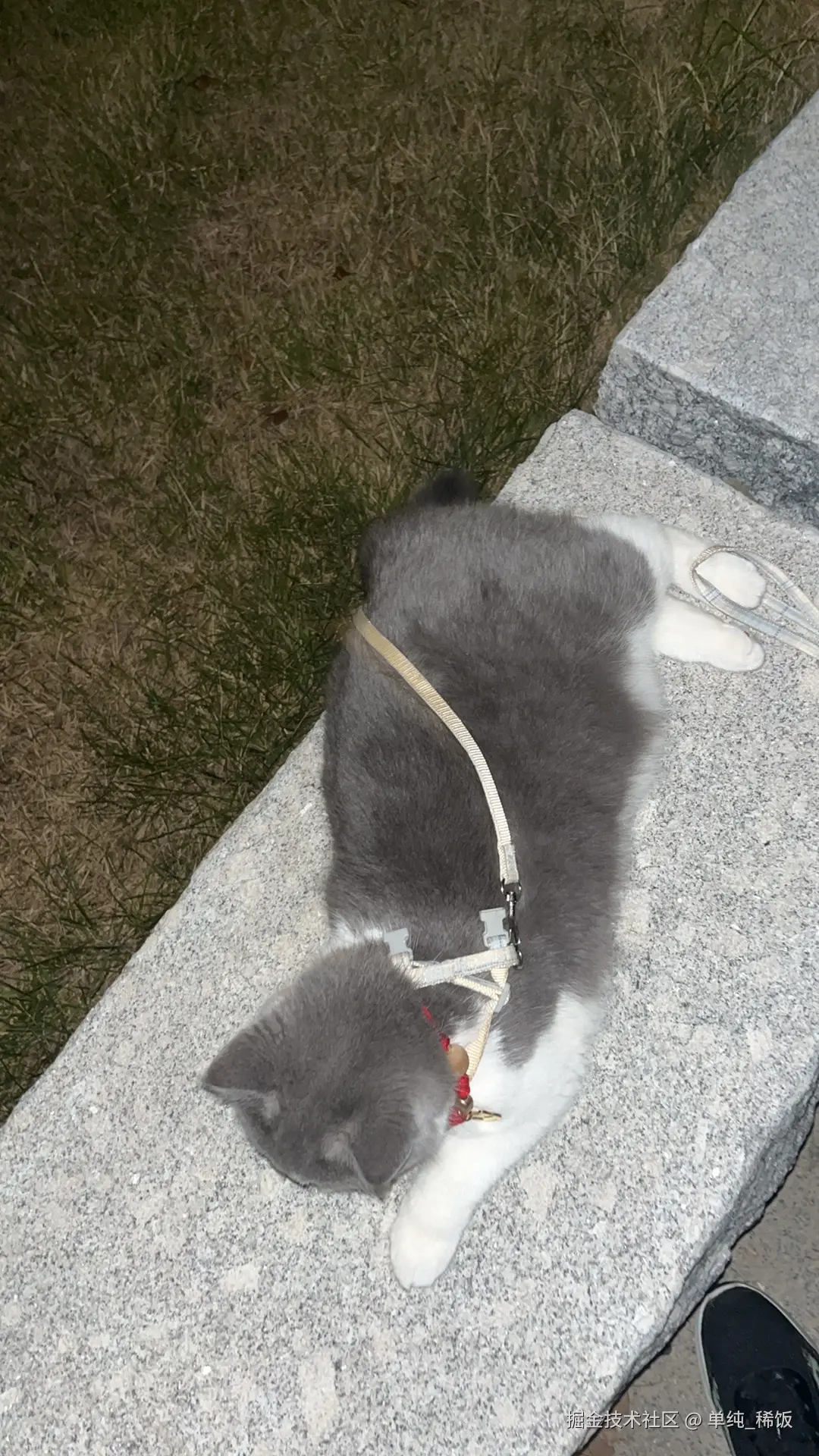 单纯_稀饭于2024-07-22 08:06发布的图片