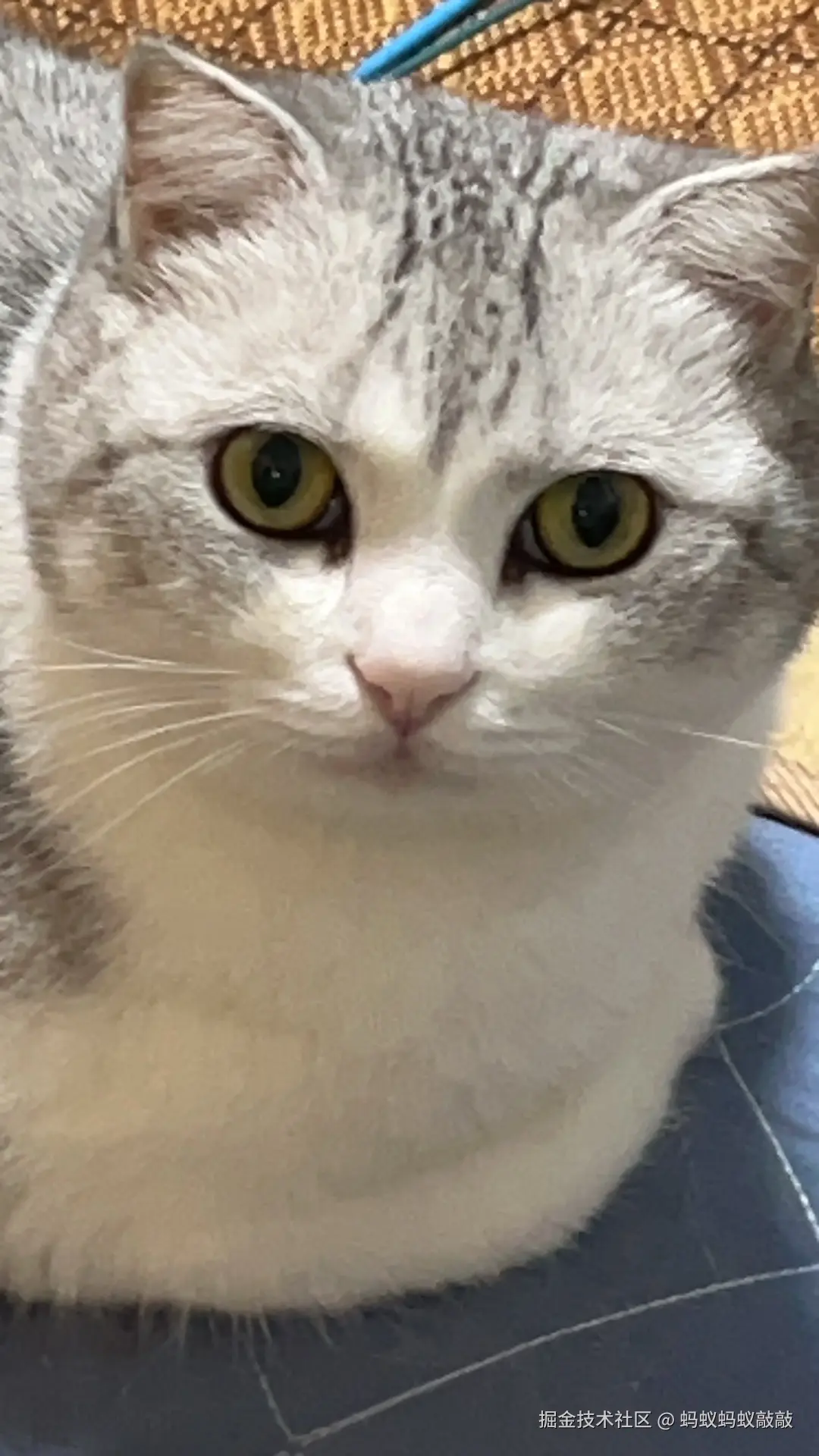 蚂蚁蚂蚁敲敲于2024-09-23 10:18发布的图片