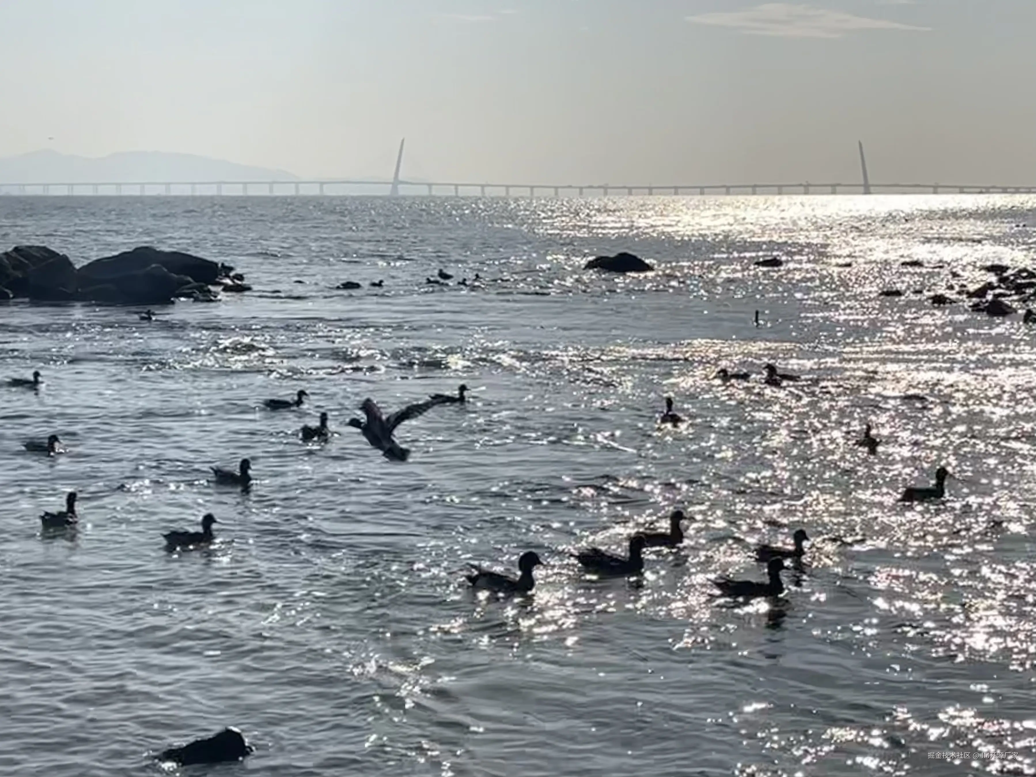 IM开源厂家于2024-12-02 11:08发布的图片