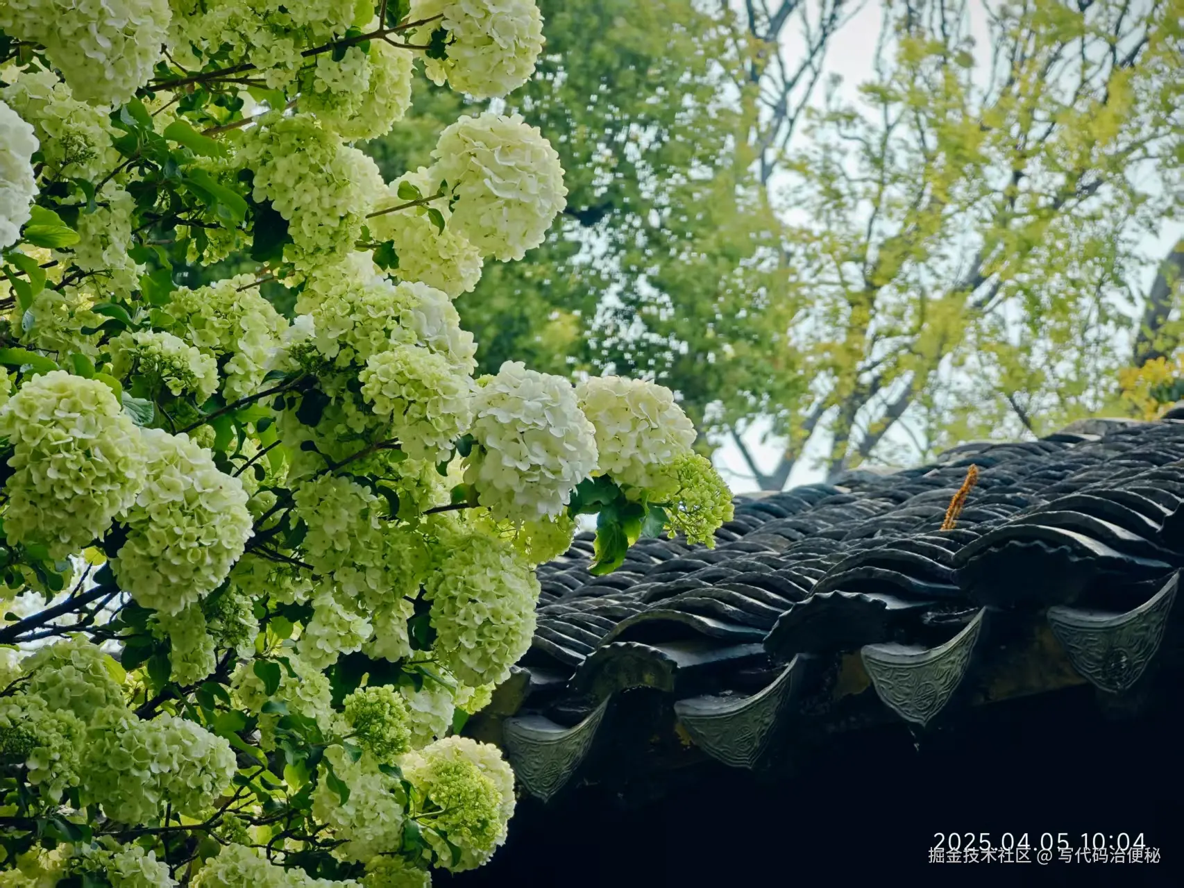 写代码治便秘于2025-05-13 10:10发布的图片