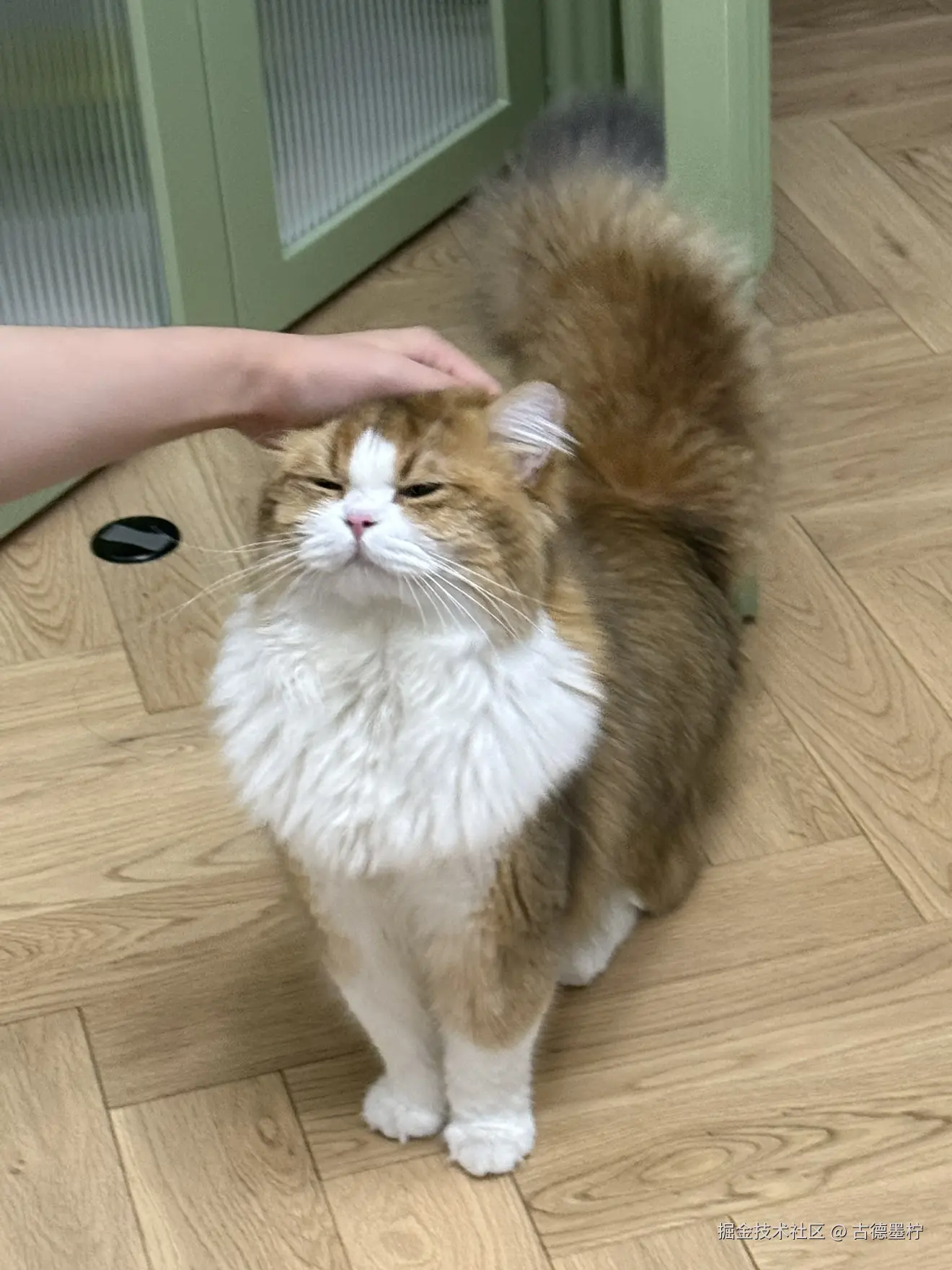 古德墨柠于2025-06-24 10:30发布的图片