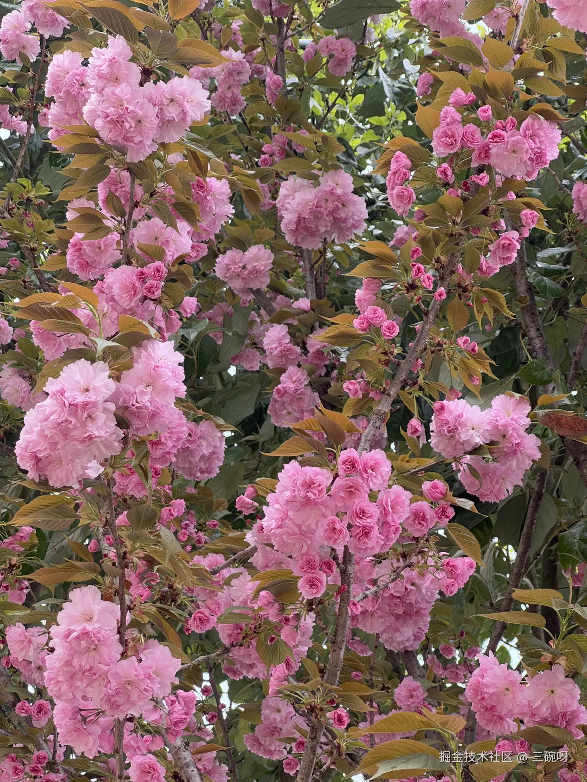 三碗呀于2025-04-09 11:21发布的图片