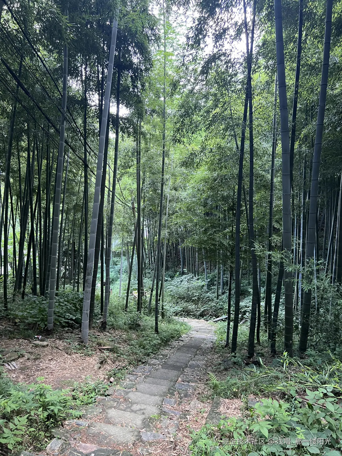 浅唱_那一缕阳光于2026-01-09 10:56发布的图片