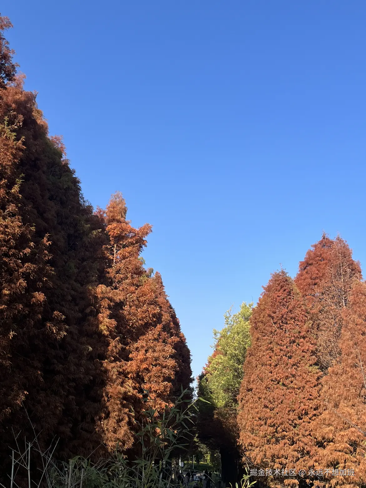 永远不想加班于2025-12-15 10:57发布的图片