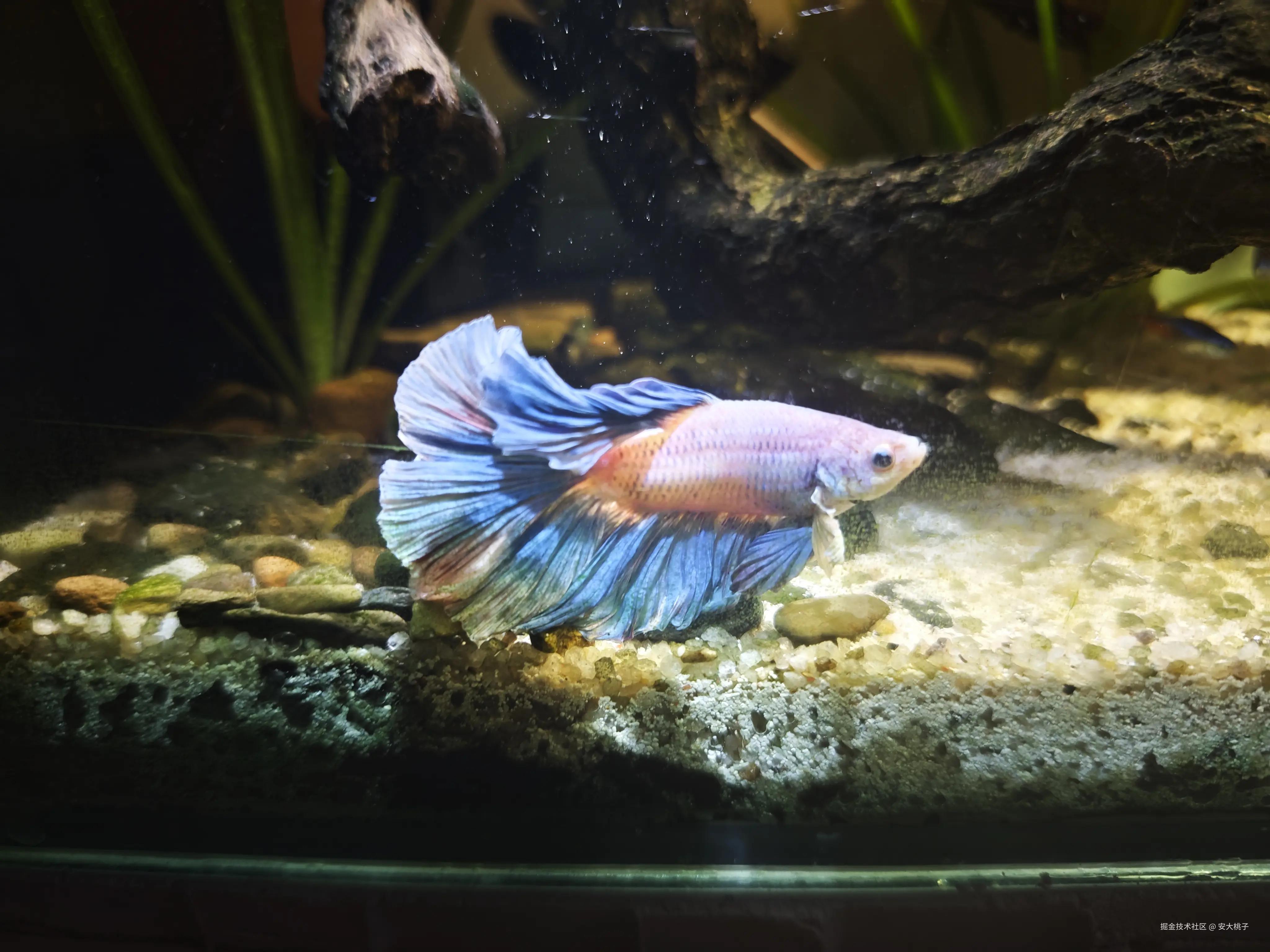 安大桃子于2026-03-26 11:02发布的图片