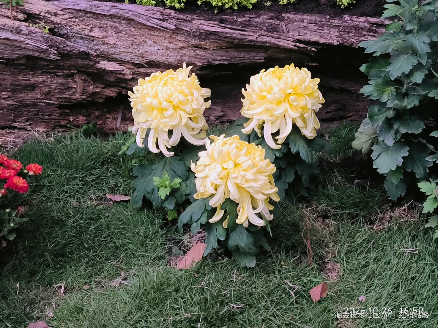 丨红粉骷髅于2025-10-27 15:25发布的图片