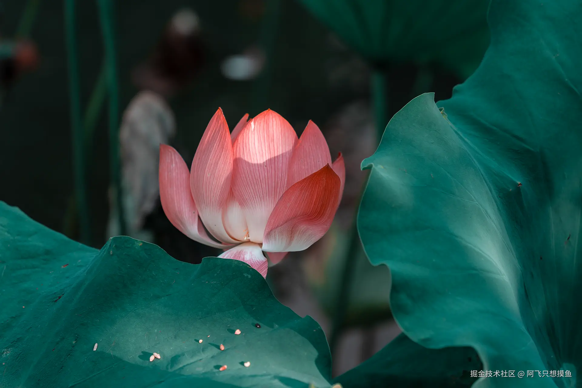 阿飞只想摸鱼于2025-07-16 10:23发布的图片