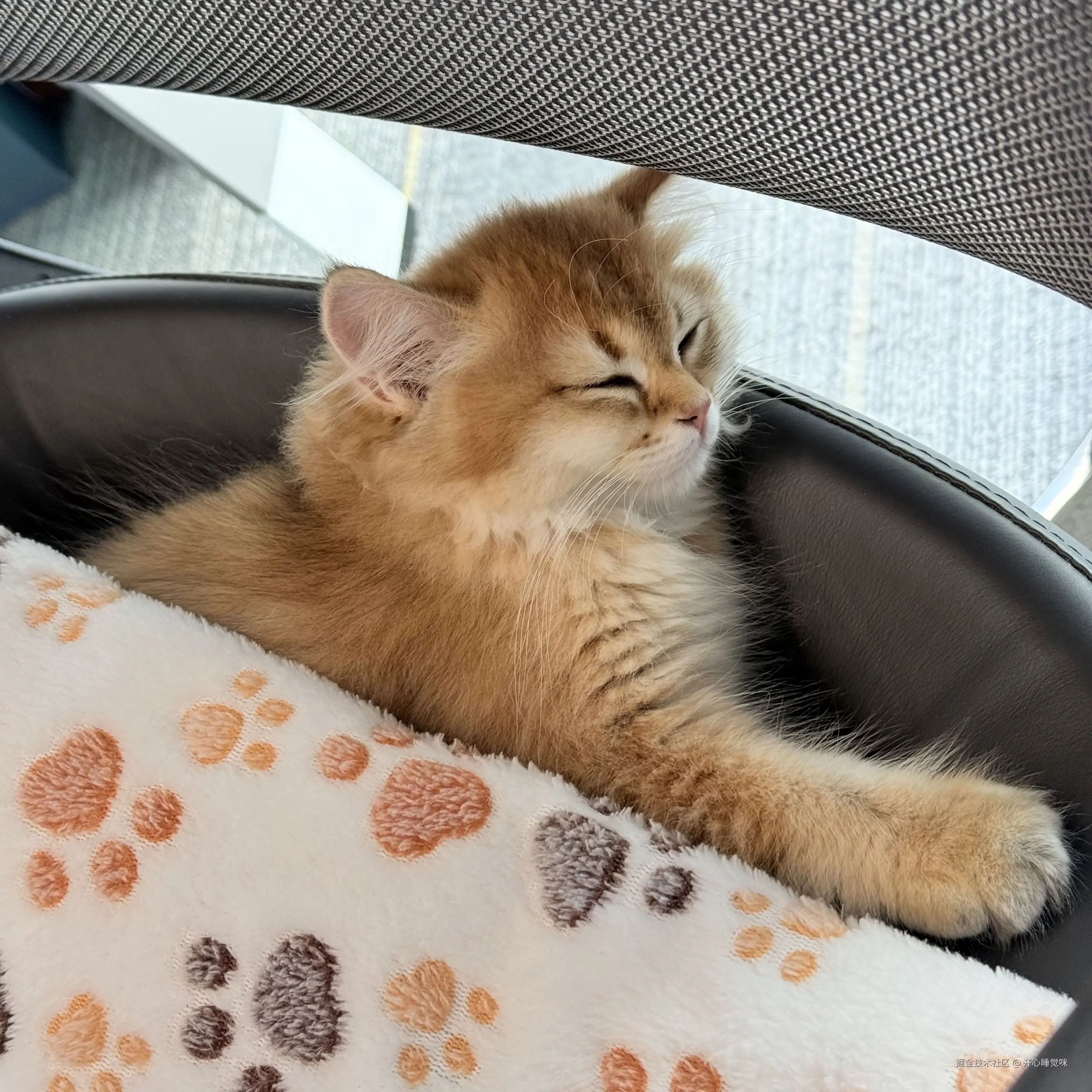 开心睡觉咪于2025-08-14 16:01发布的图片