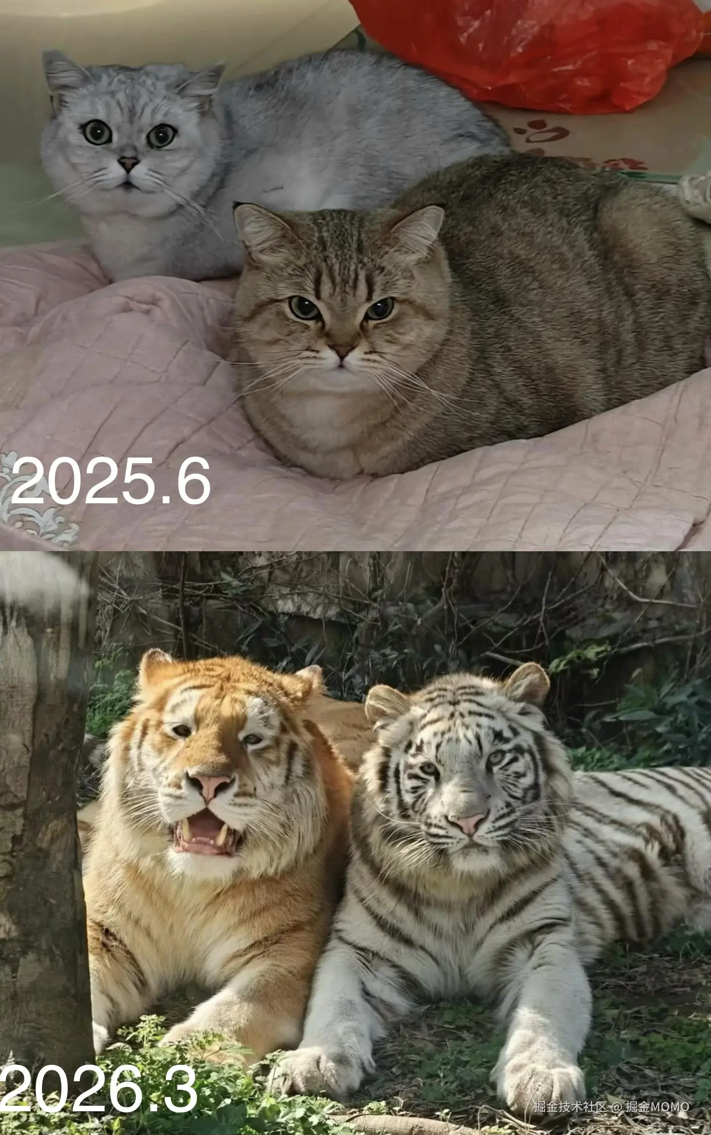 掘金MOMO于2026-03-08 14:58发布的图片