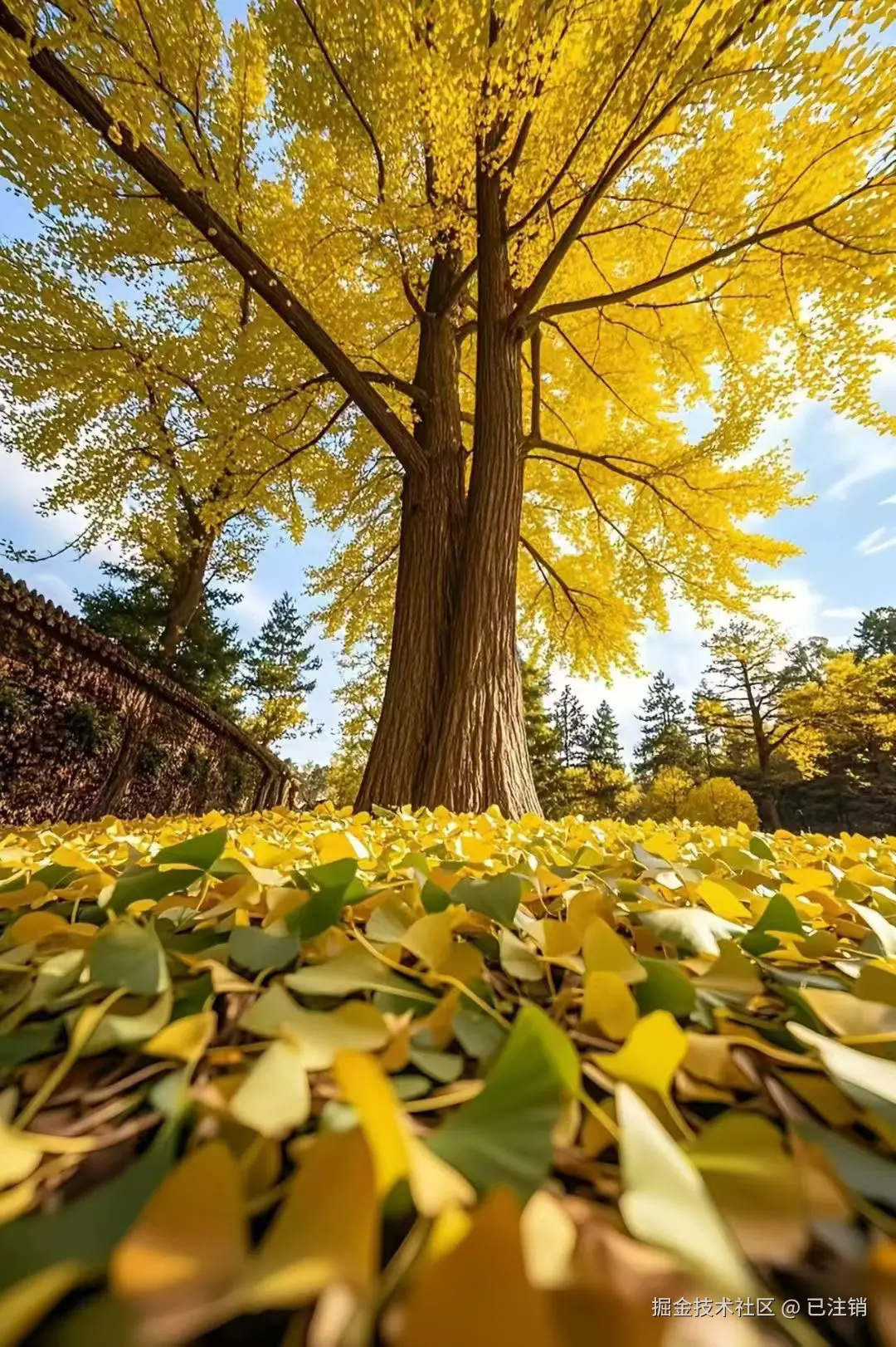 已注销于2025-11-09 10:47发布的图片