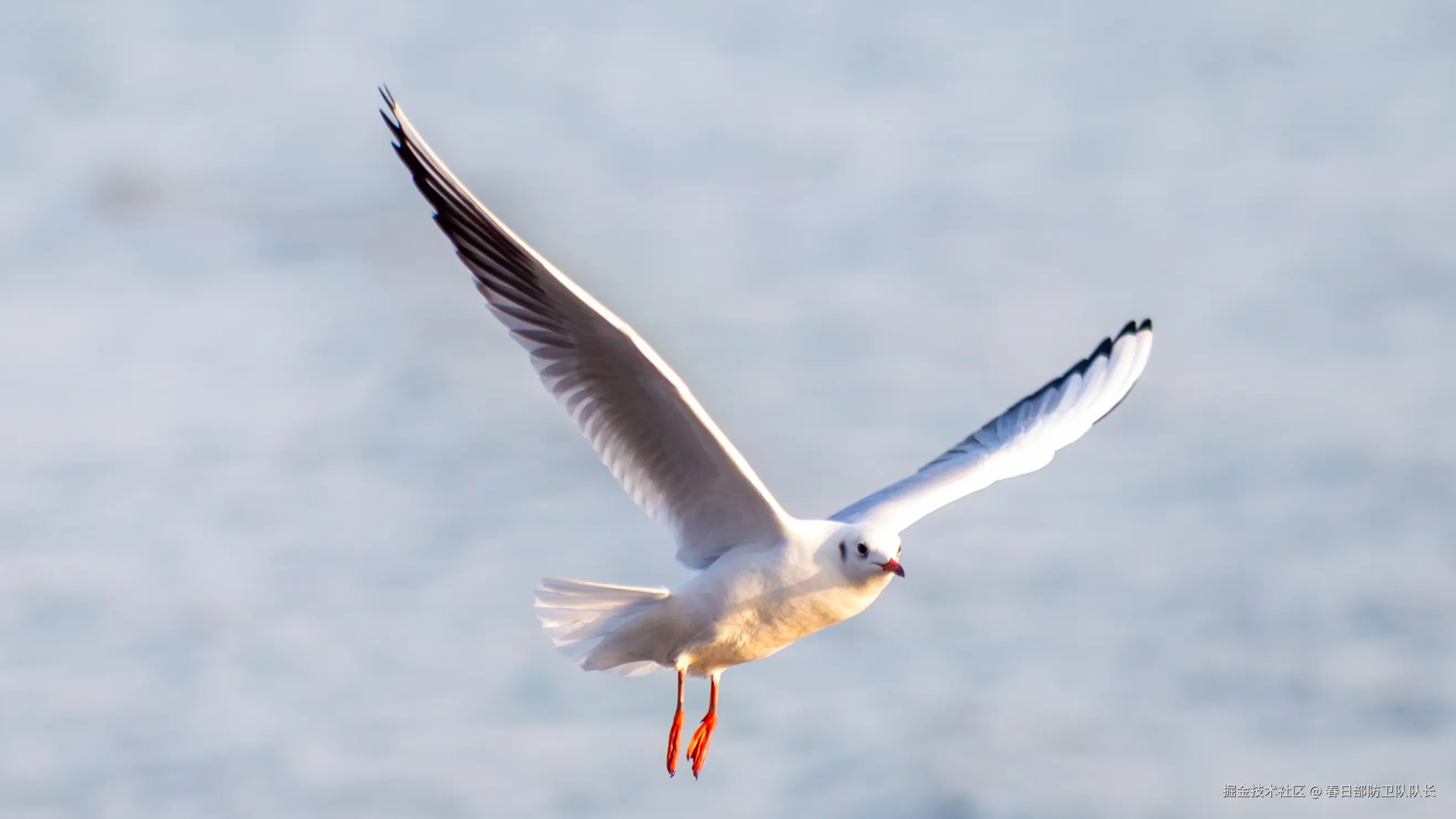 春日部防卫队队长于2024-12-02 09:50发布的图片