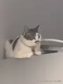 一只小橘猫于2025-03-28 08:45发布的图片