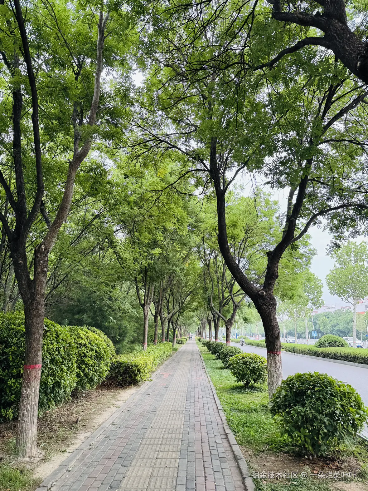 一朵烂菜叶叶于2025-06-03 11:03发布的图片