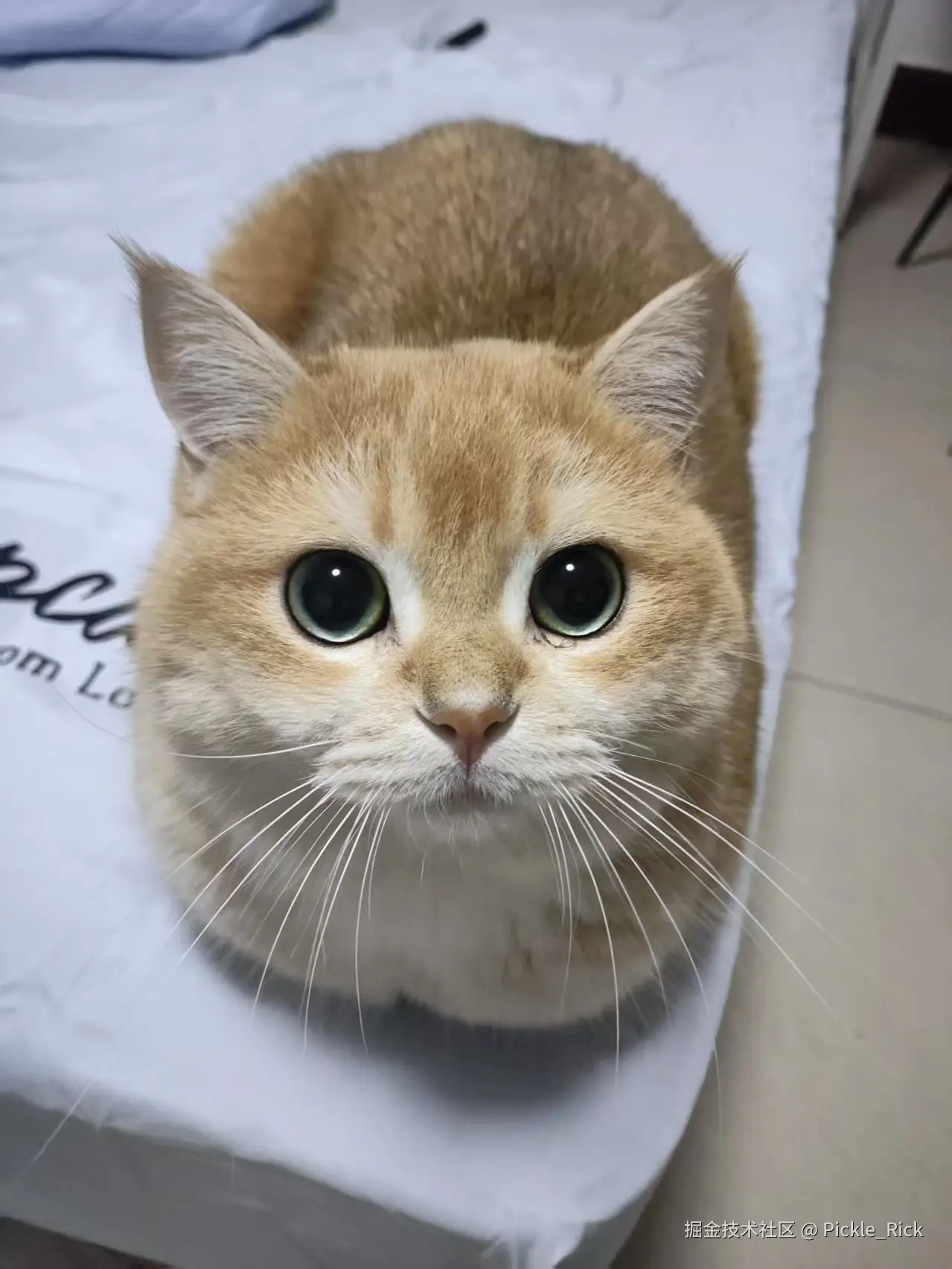 Pickle_Rick于2025-03-06 14:48发布的图片