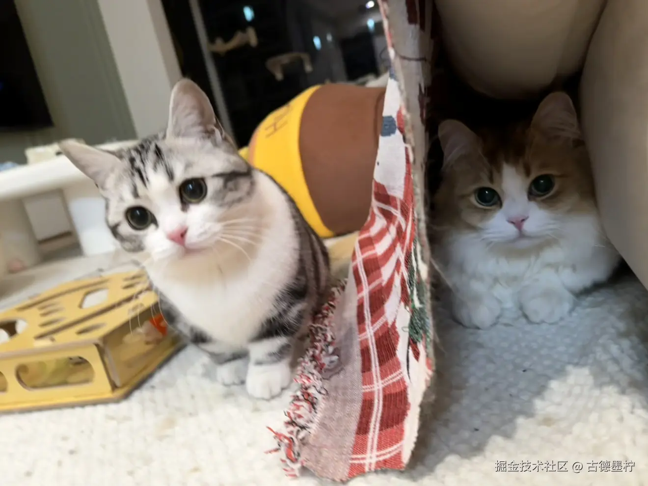 古德墨柠于2026-02-06 16:48发布的图片