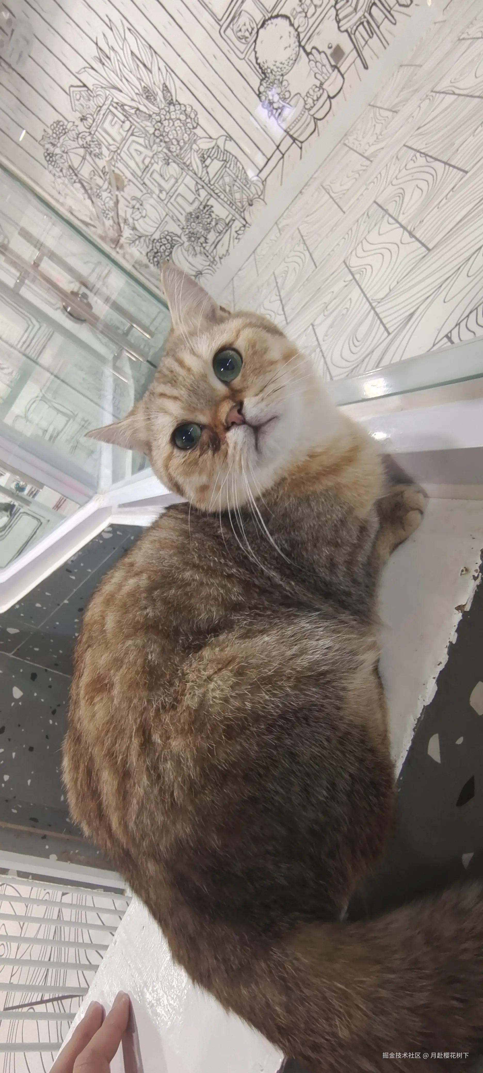 月赴樱花树下于2024-11-27 02:47发布的图片