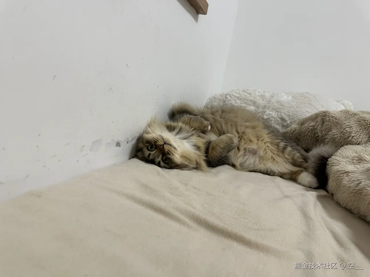 空__于2025-04-27 13:56发布的图片