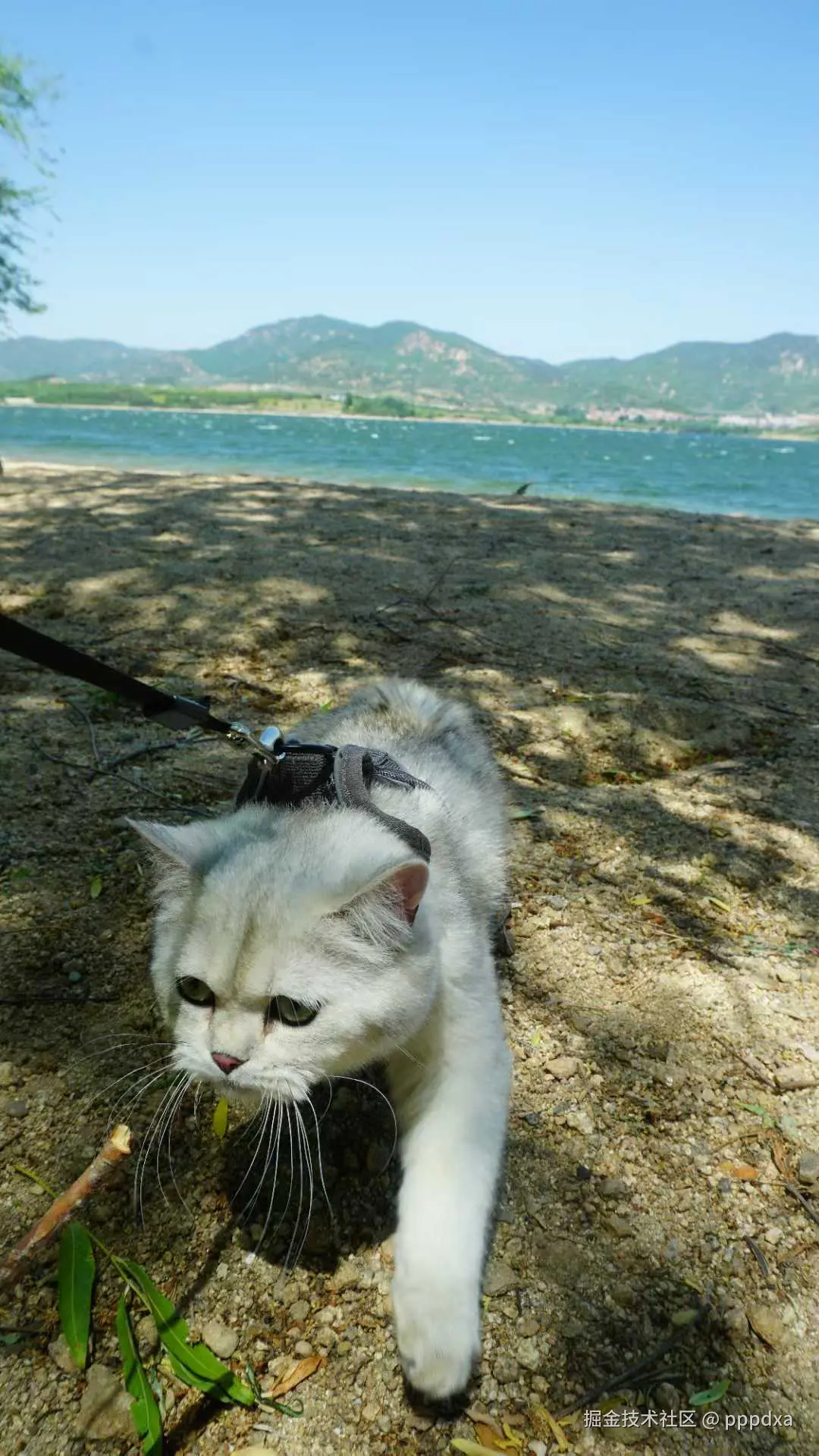 pppdxa于2025-05-20 10:32发布的图片