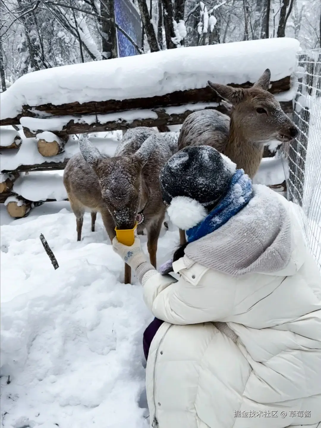 草莓酱于2024-12-23 09:12发布的图片