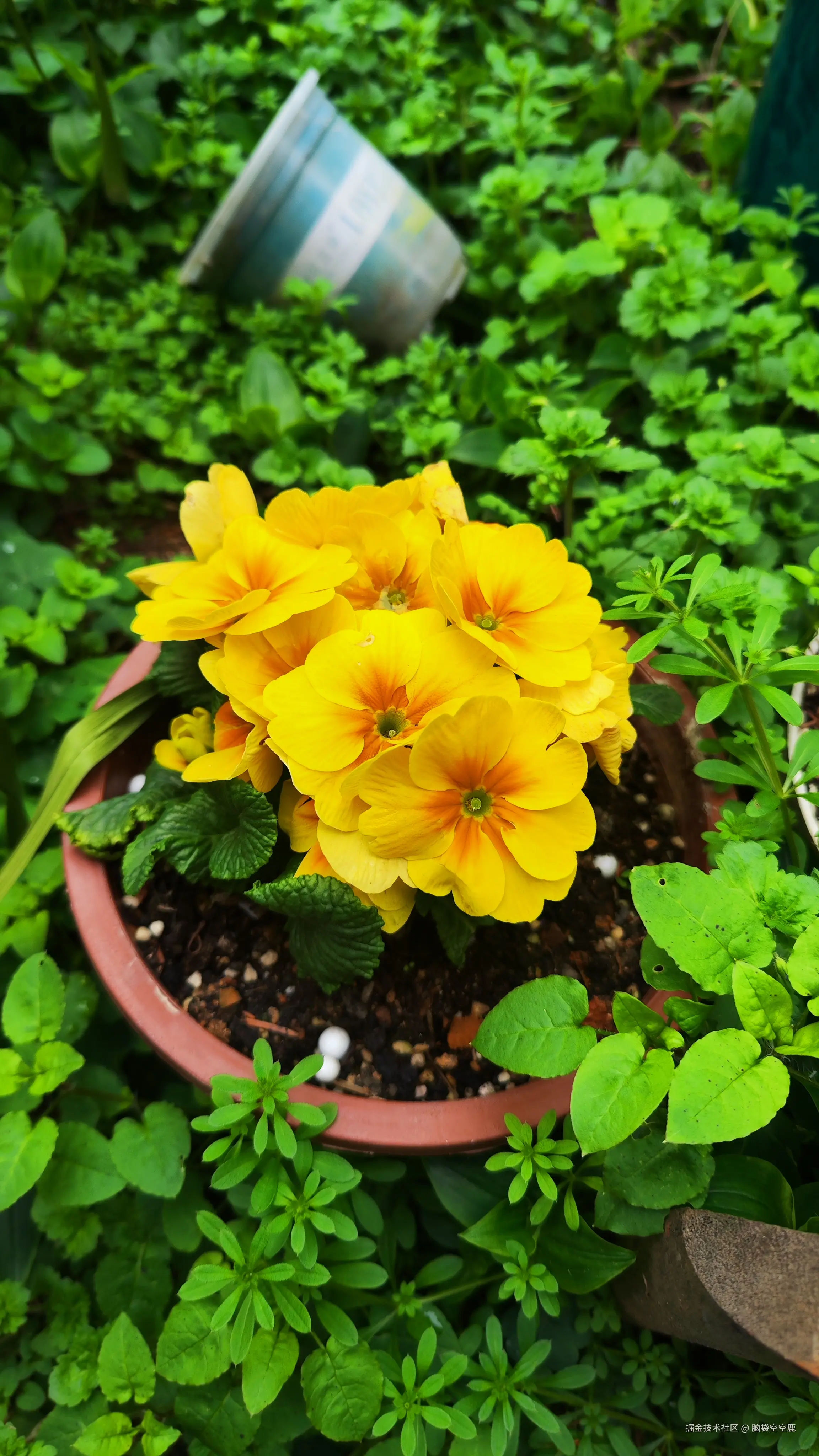 脑袋空空鹿于2026-02-25 15:41发布的图片