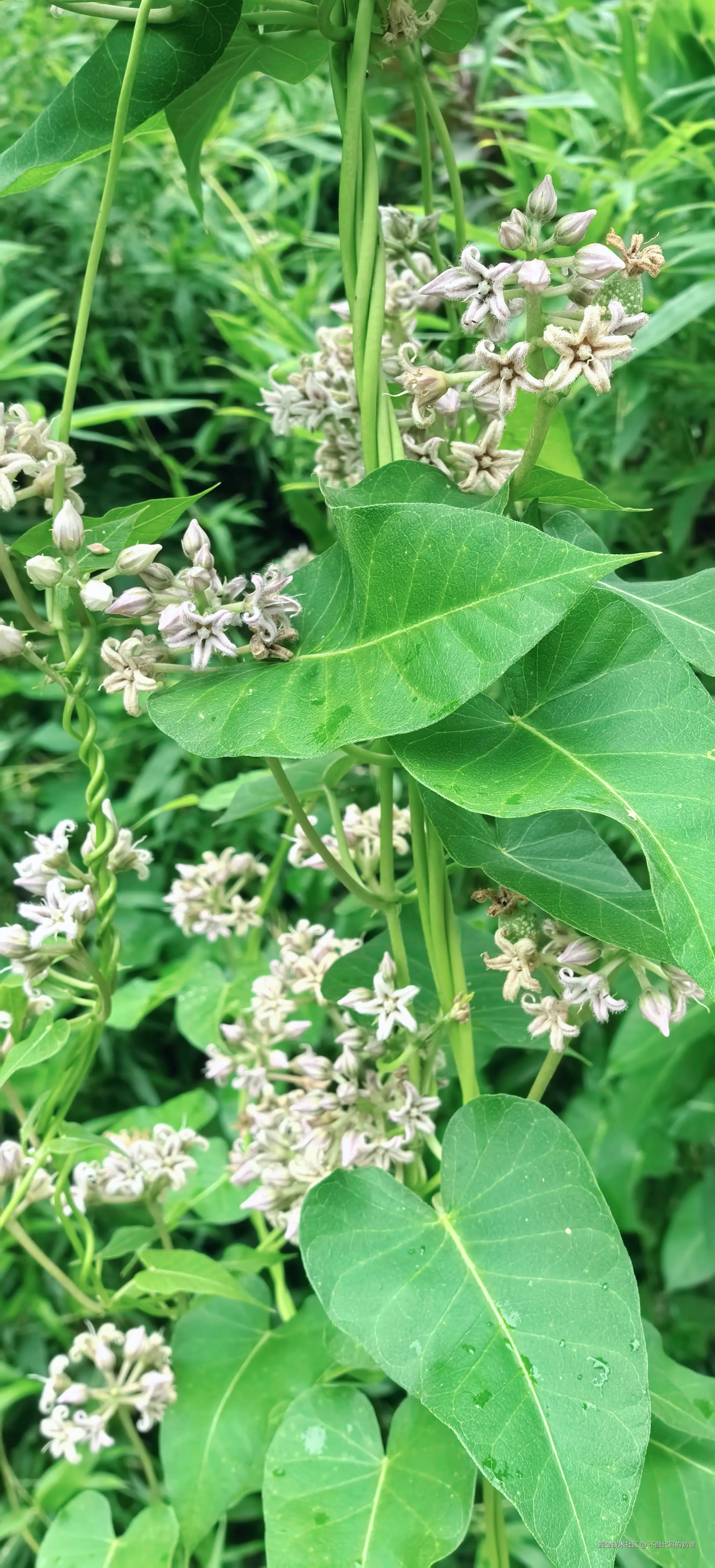 不敲代码的奶爸于2024-08-25 08:49发布的图片