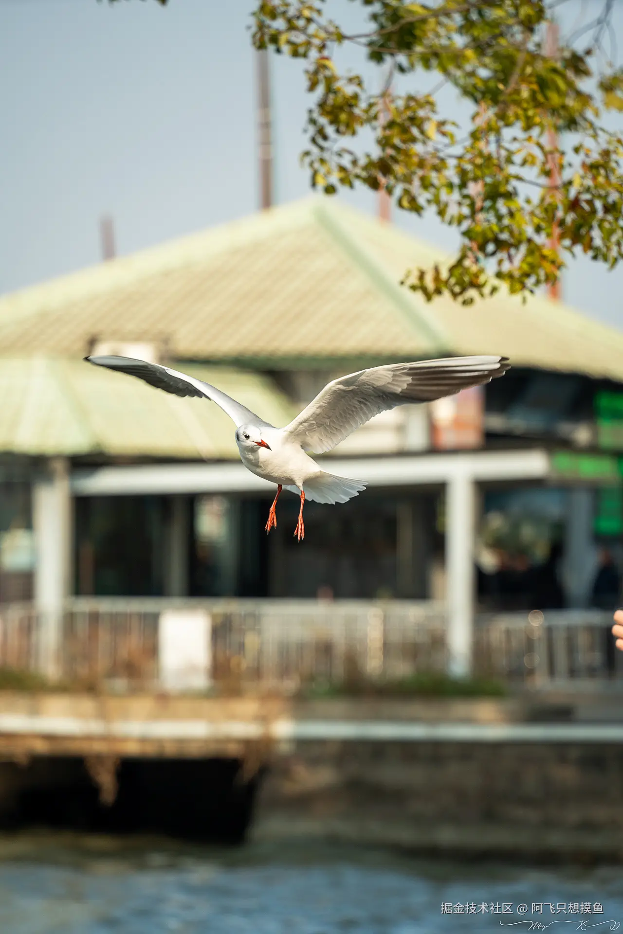 阿飞只想摸鱼于2024-12-20 10:23发布的图片
