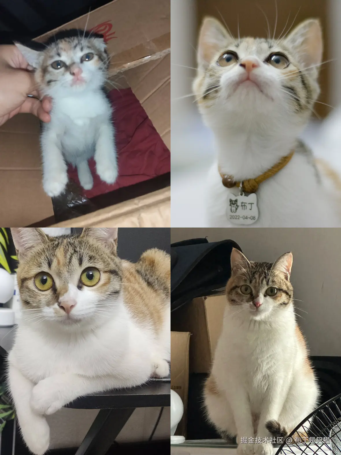 布丁是只猫于2025-06-18 17:07发布的图片