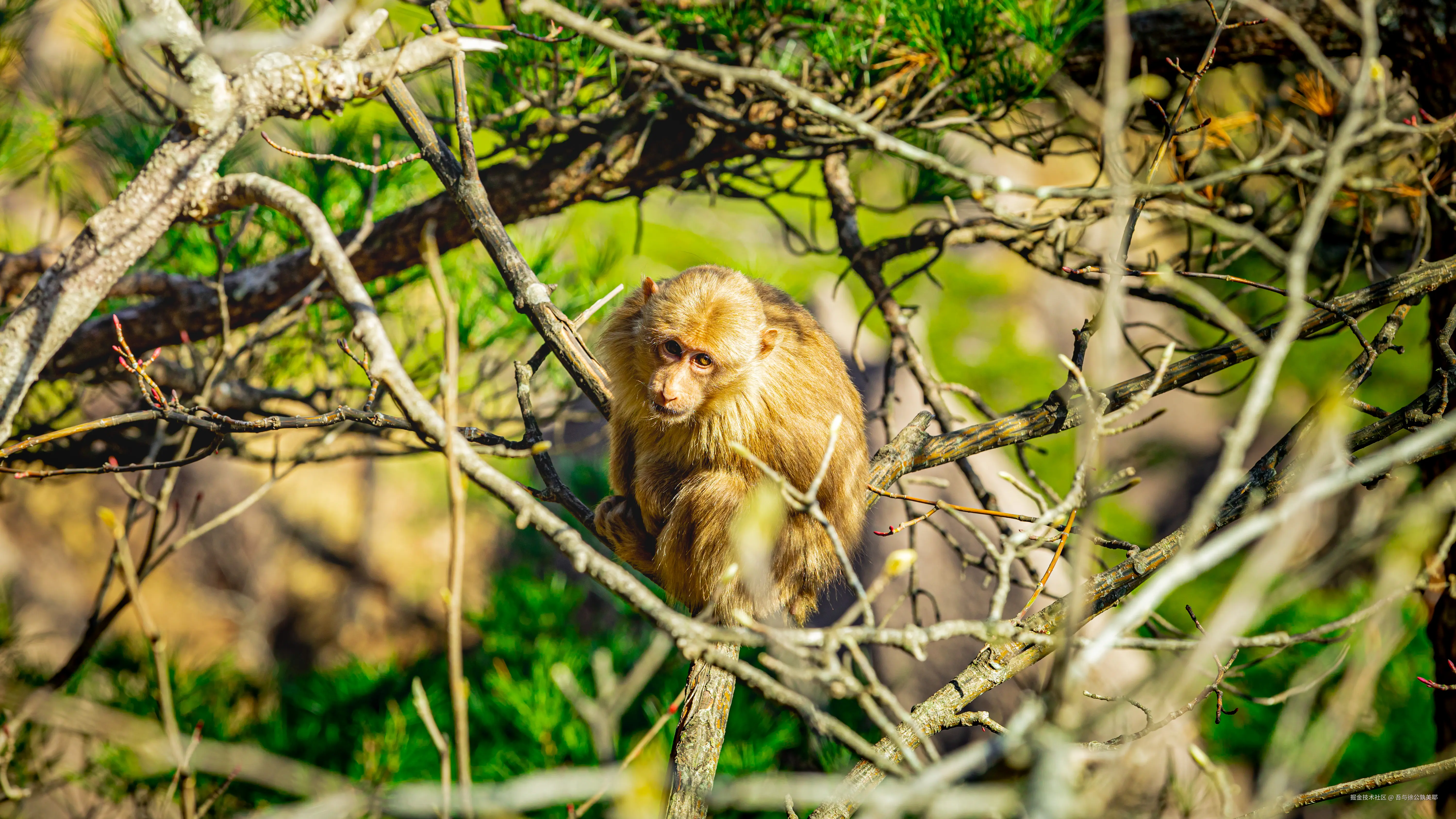 吾与徐公孰美耶于2025-05-08 16:00发布的图片