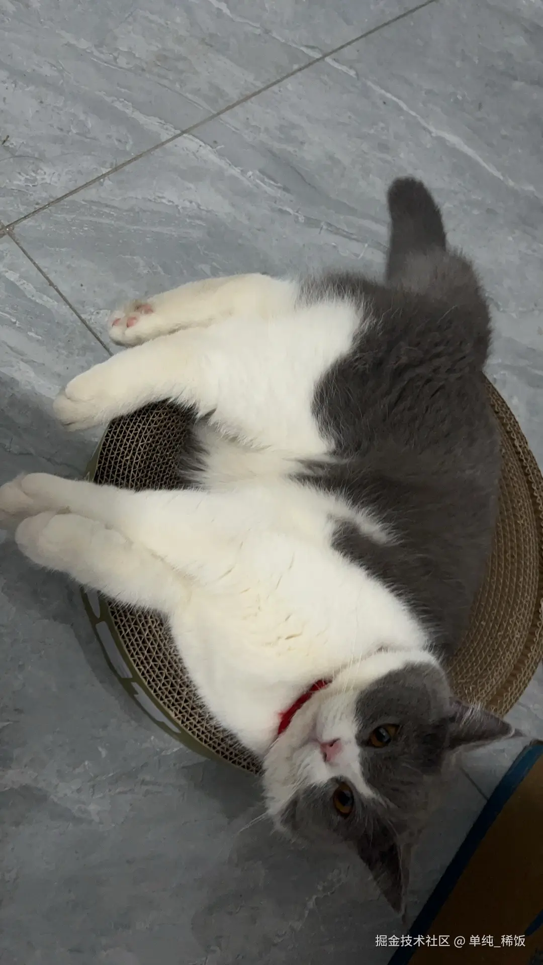 单纯_稀饭于2024-07-22 08:06发布的图片