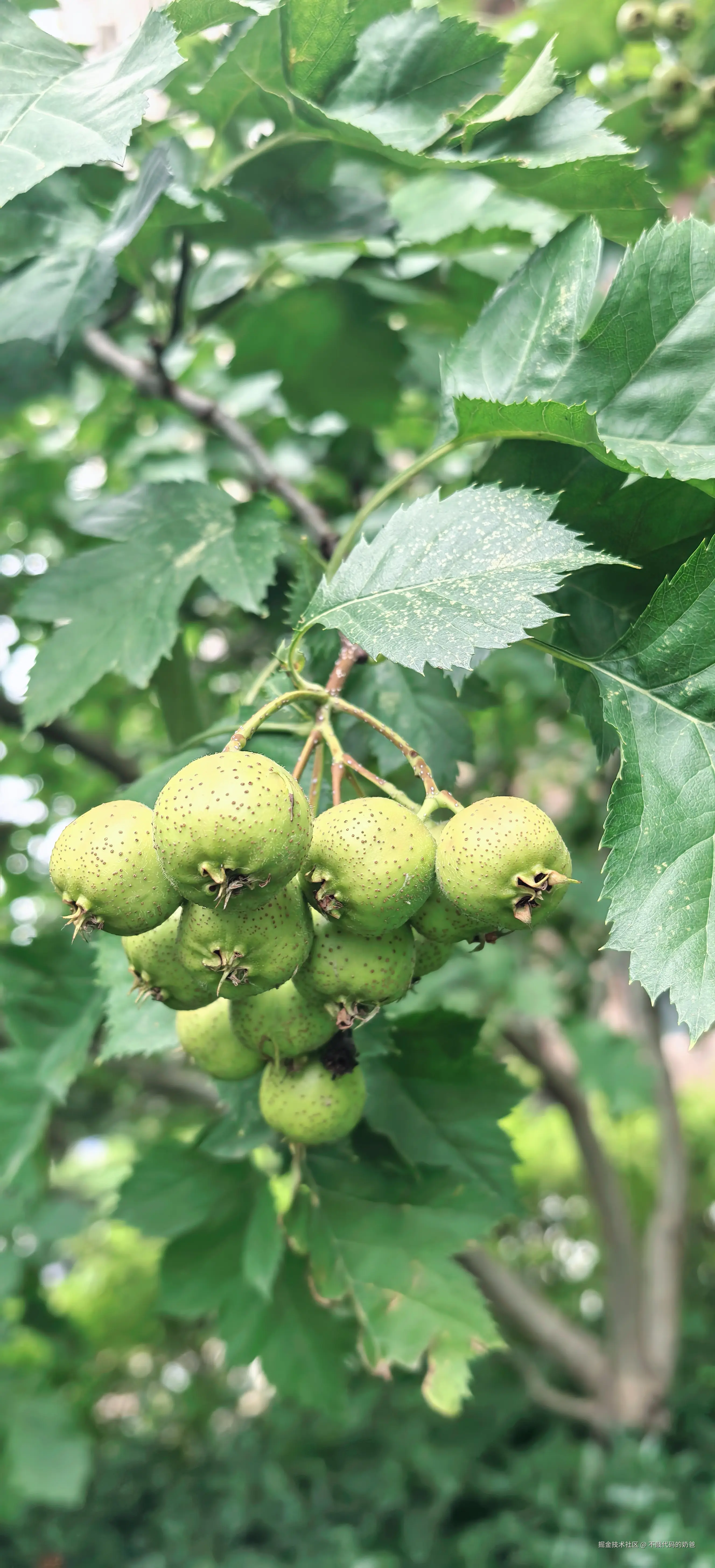 不敲代码的奶爸于2024-08-25 08:49发布的图片