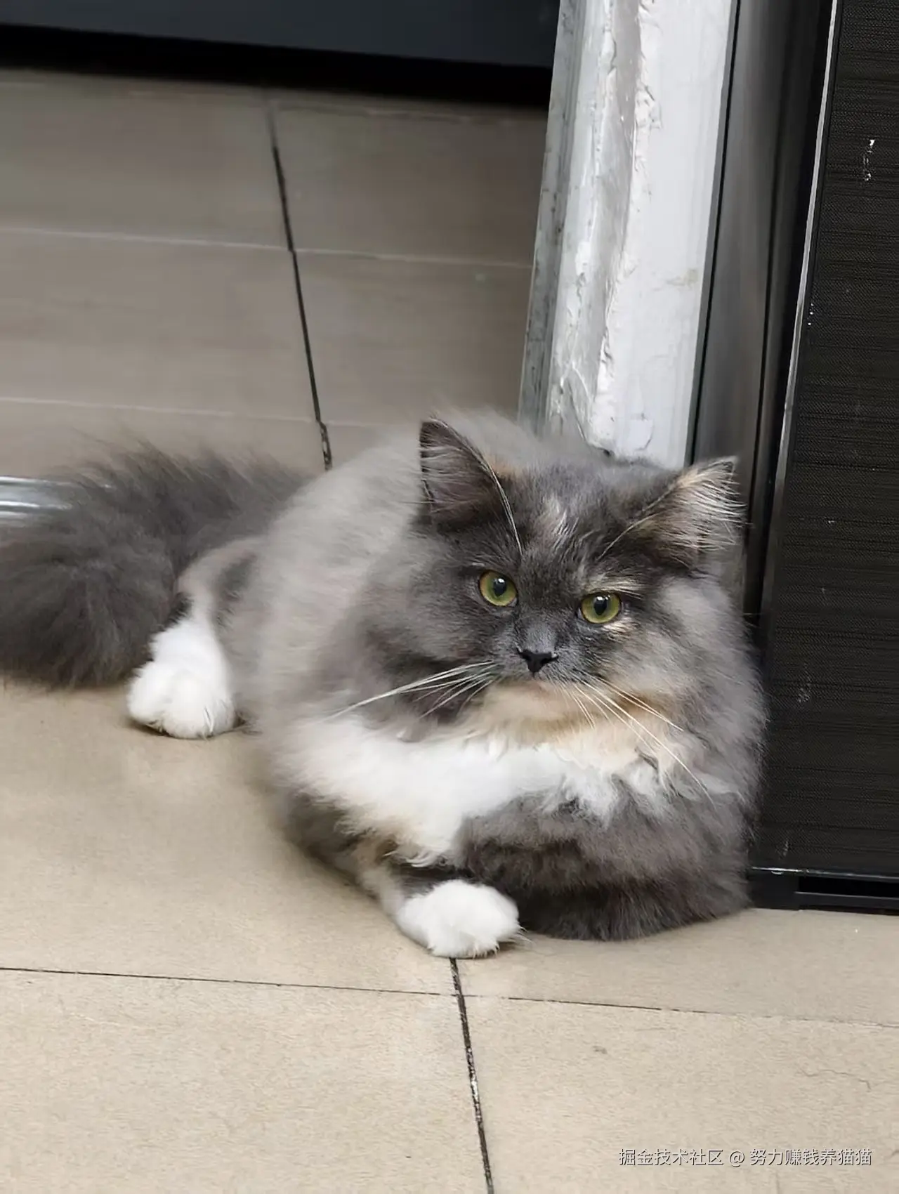 努力赚钱养猫猫于2025-11-17 09:43发布的图片