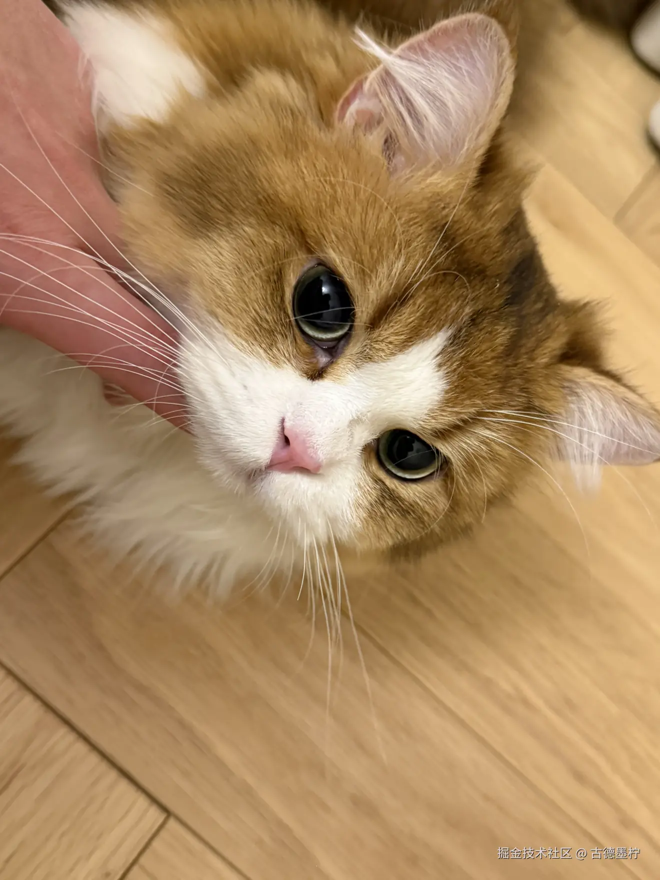 古德墨柠于2025-06-07 14:29发布的图片