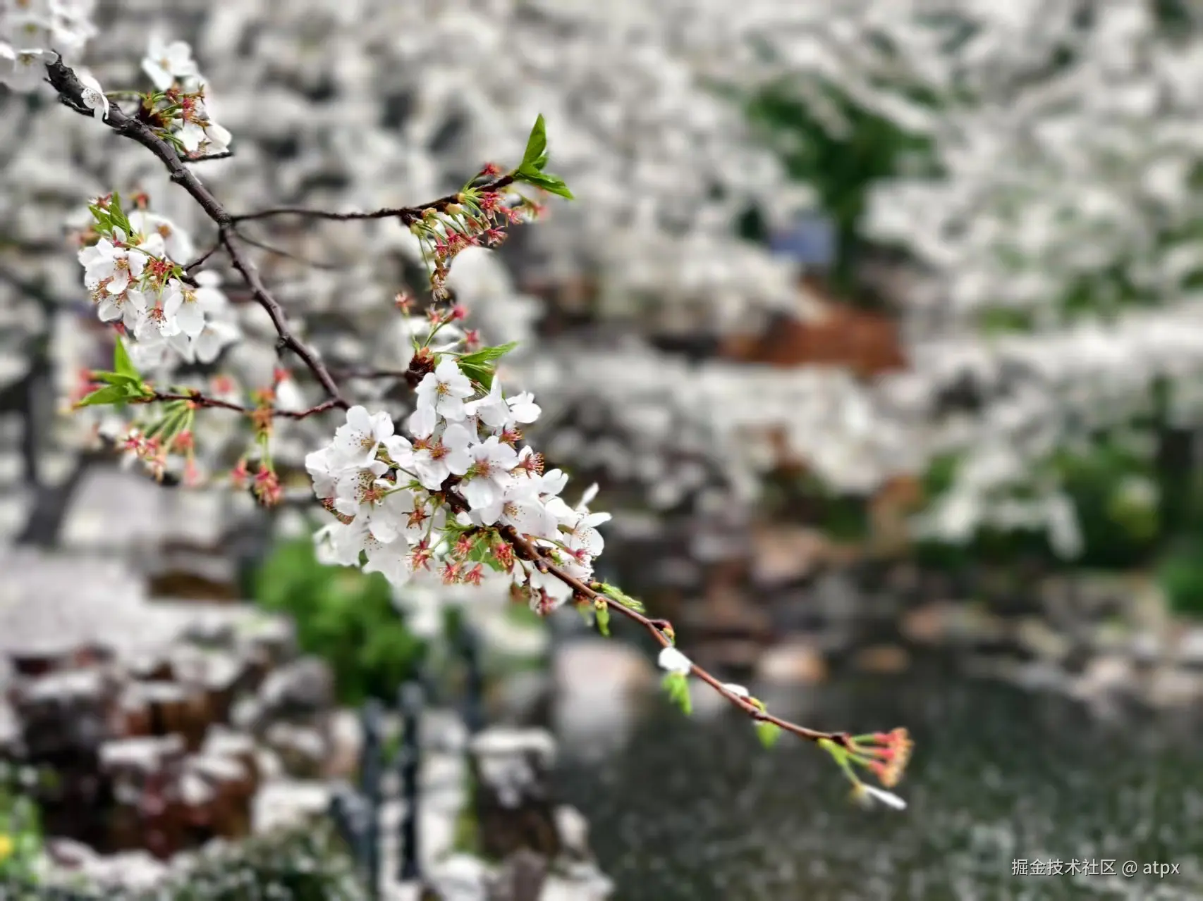 atpx于2025-03-27 09:48发布的图片