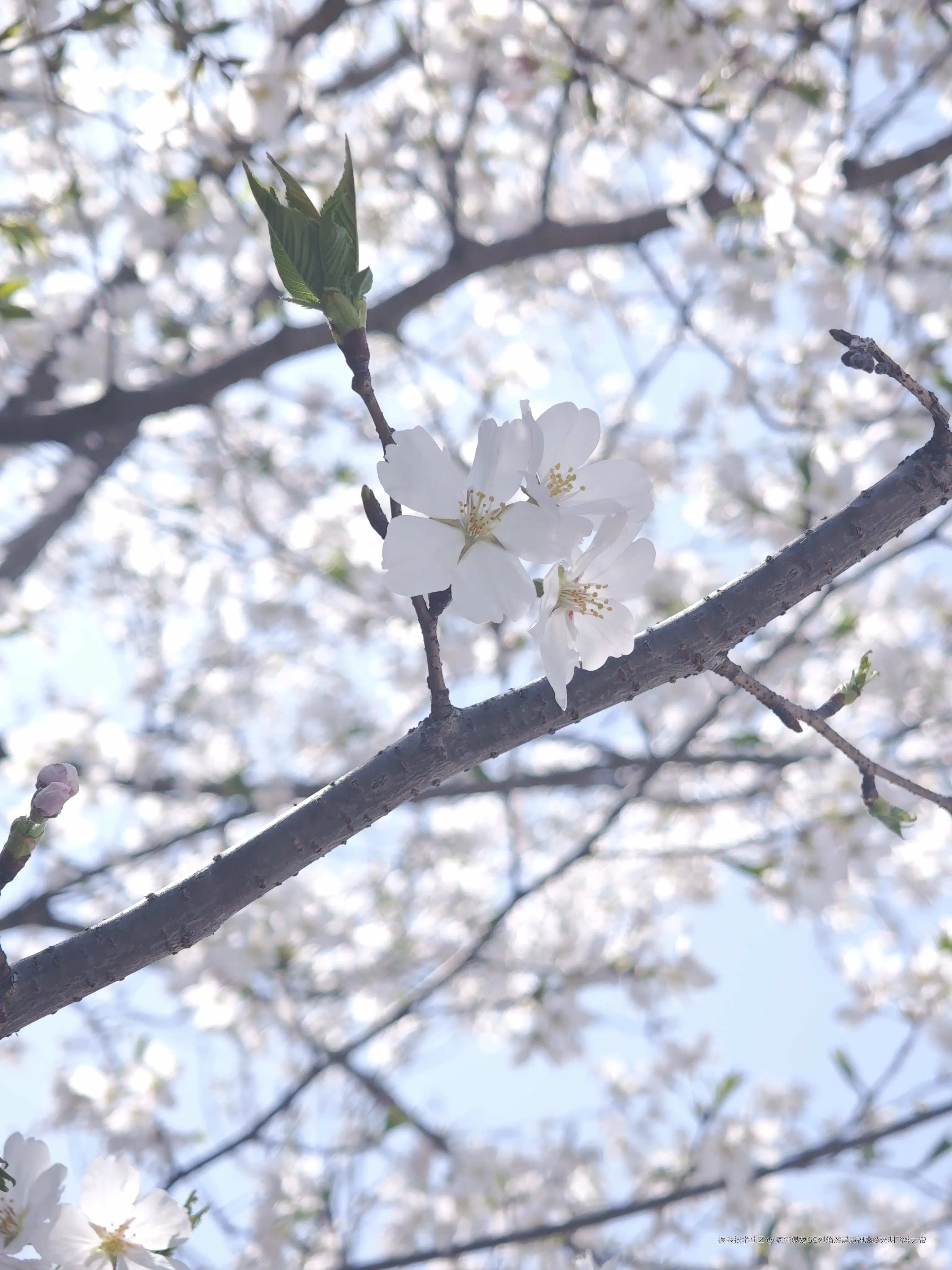 疯狂暴龙GG烈焰漆黑魔神爆裂光明飞坤大帝于2025-03-25 13:36发布的图片