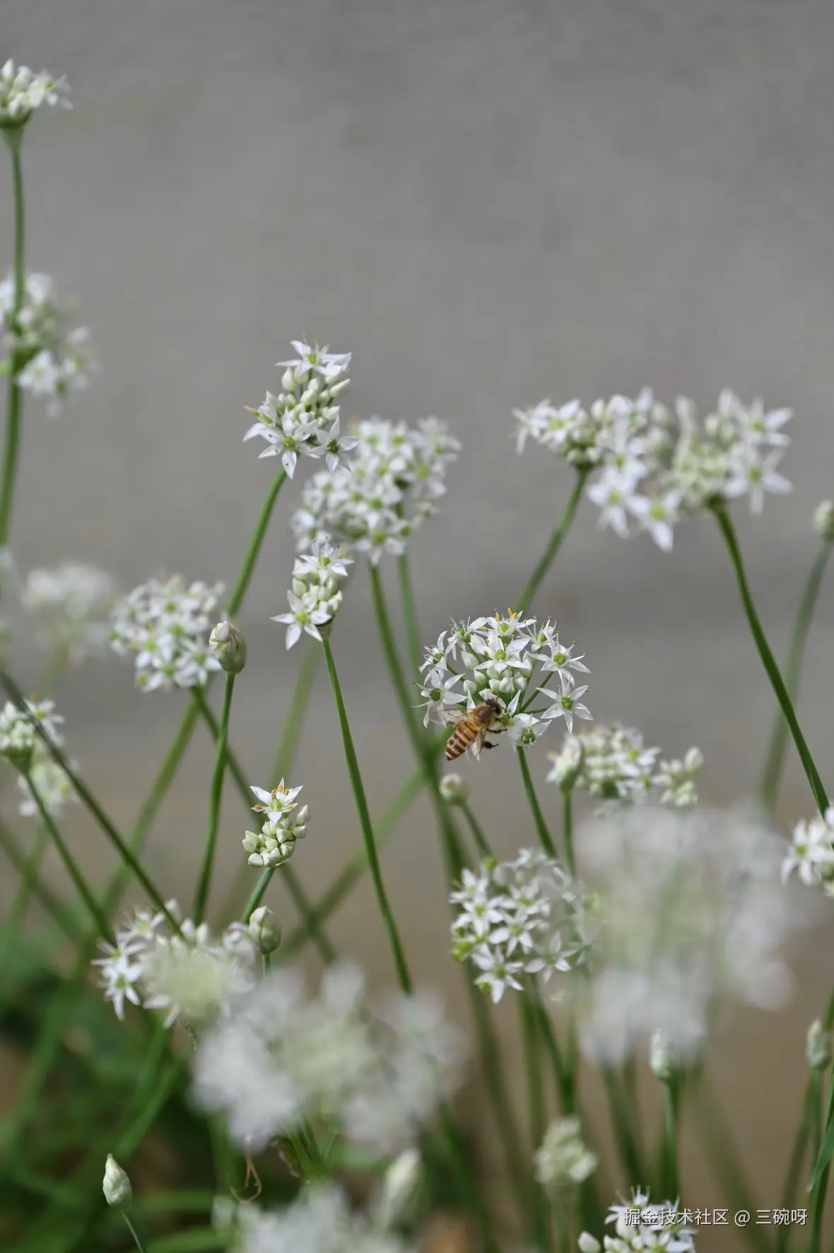 三碗呀于2025-09-10 01:34发布的图片