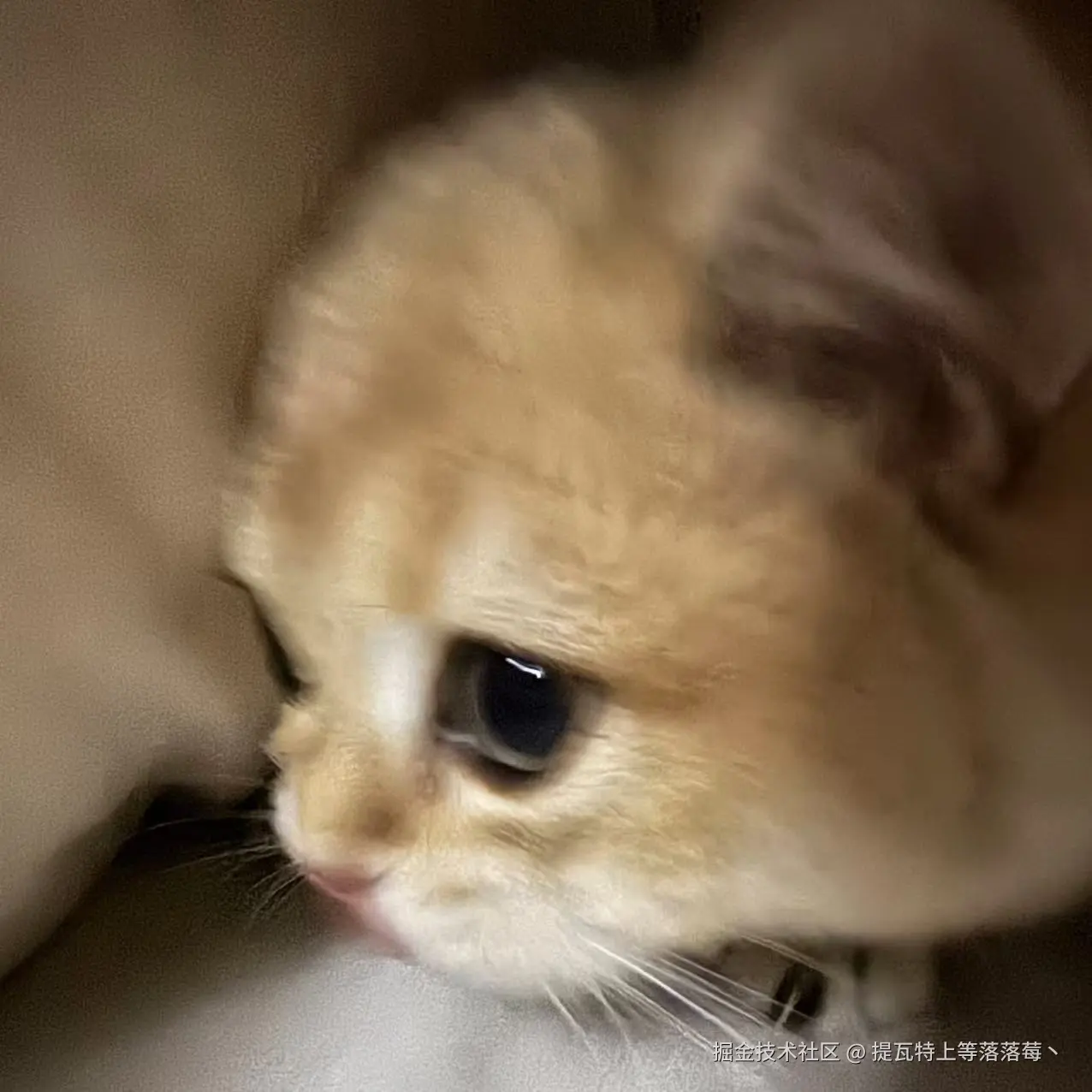 提瓦特上等落落莓丶于2024-11-04 08:47发布的图片