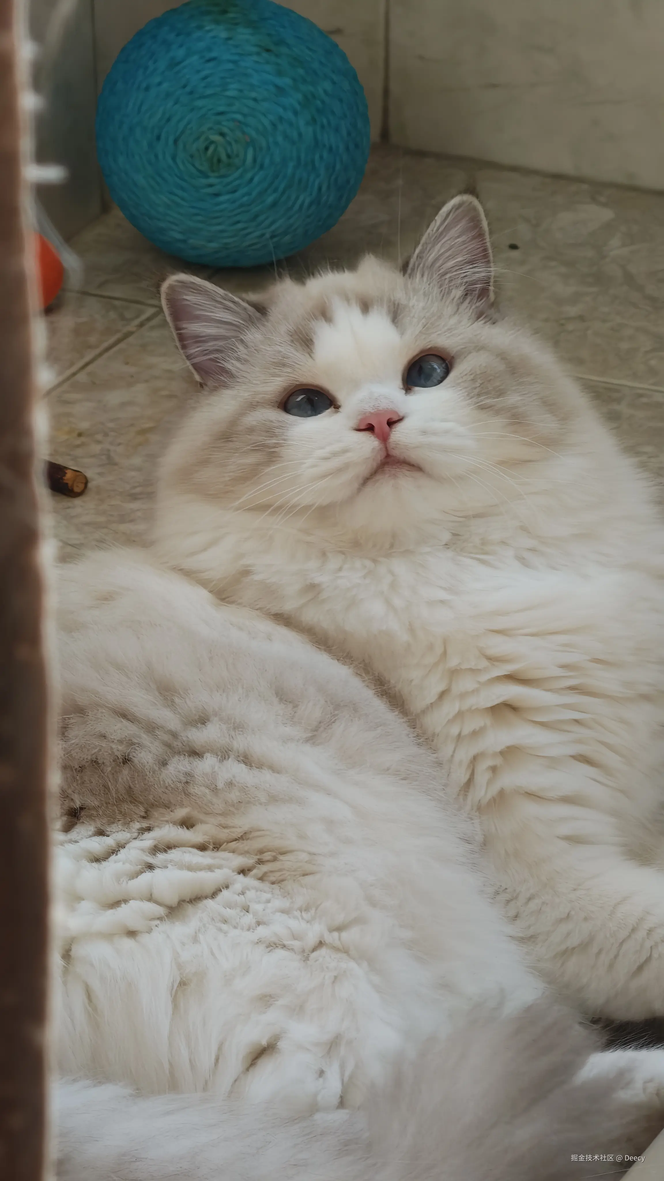 Deecy于2025-11-20 14:42发布的图片