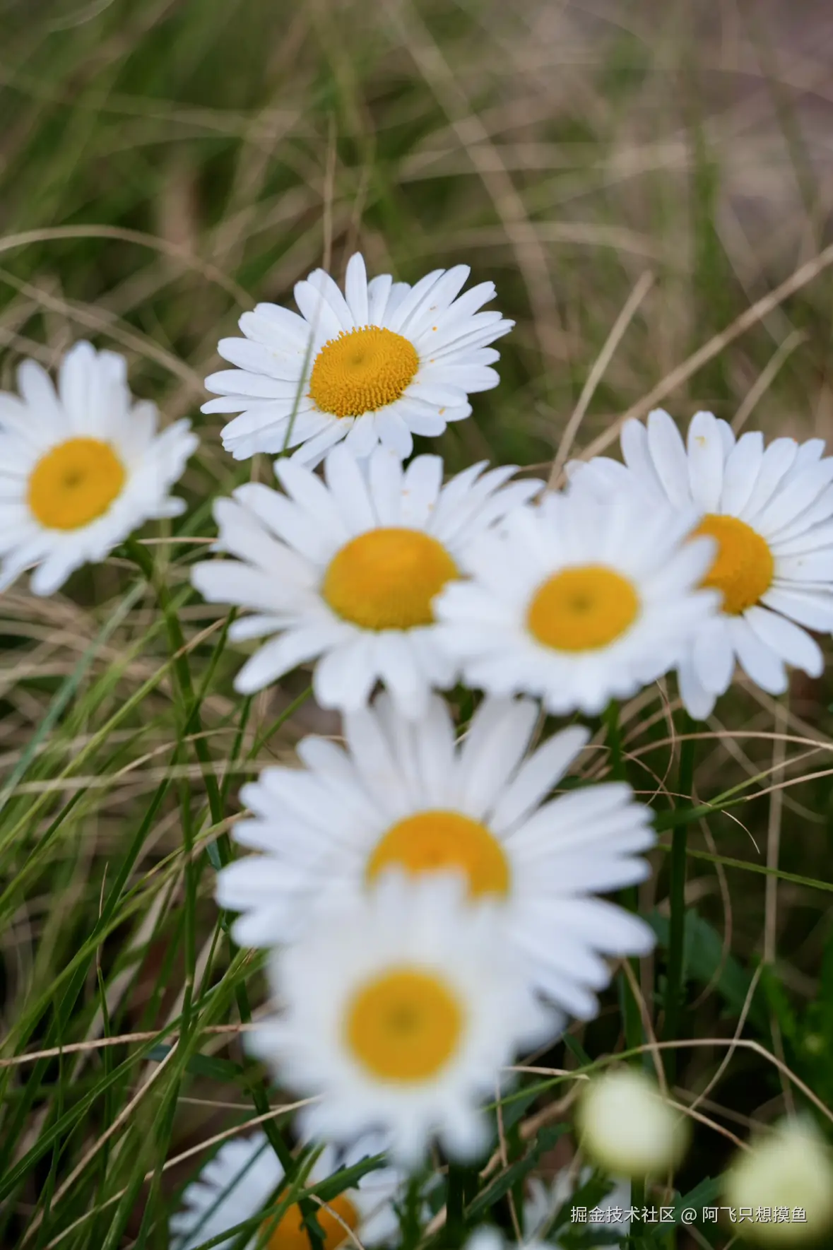 阿飞只想摸鱼于2025-05-30 13:56发布的图片
