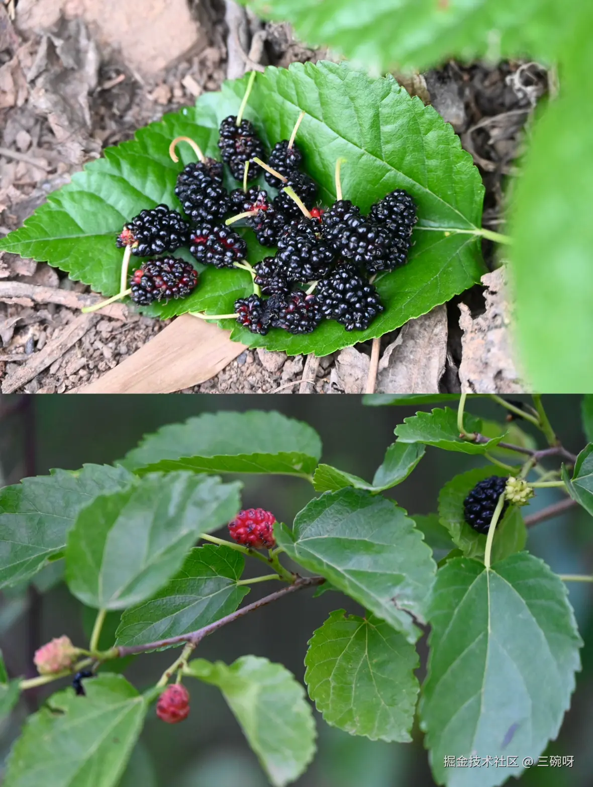 三碗呀于2025-05-12 09:39发布的图片