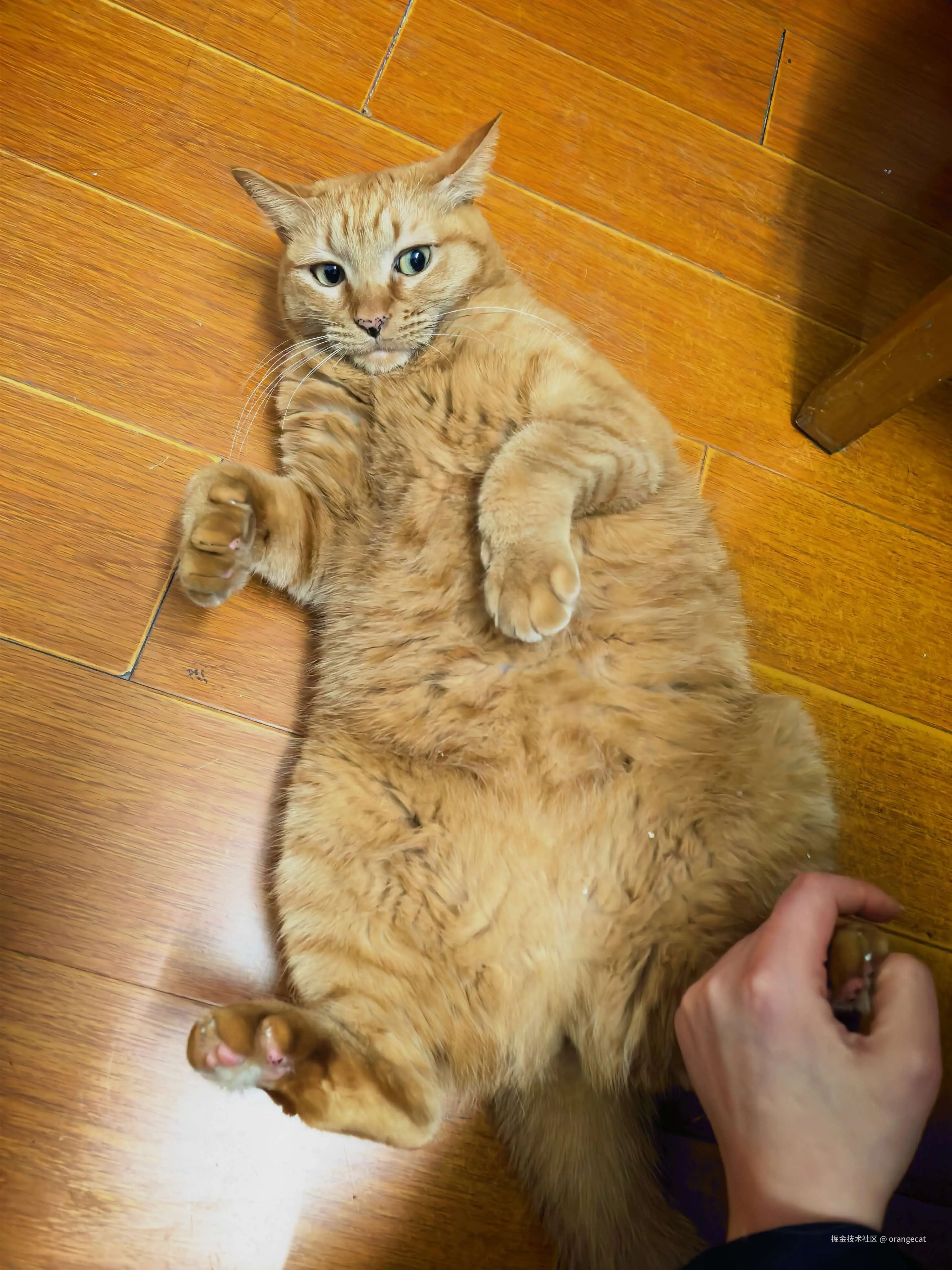 orangecat于2026-08-17 07:52发布的图片