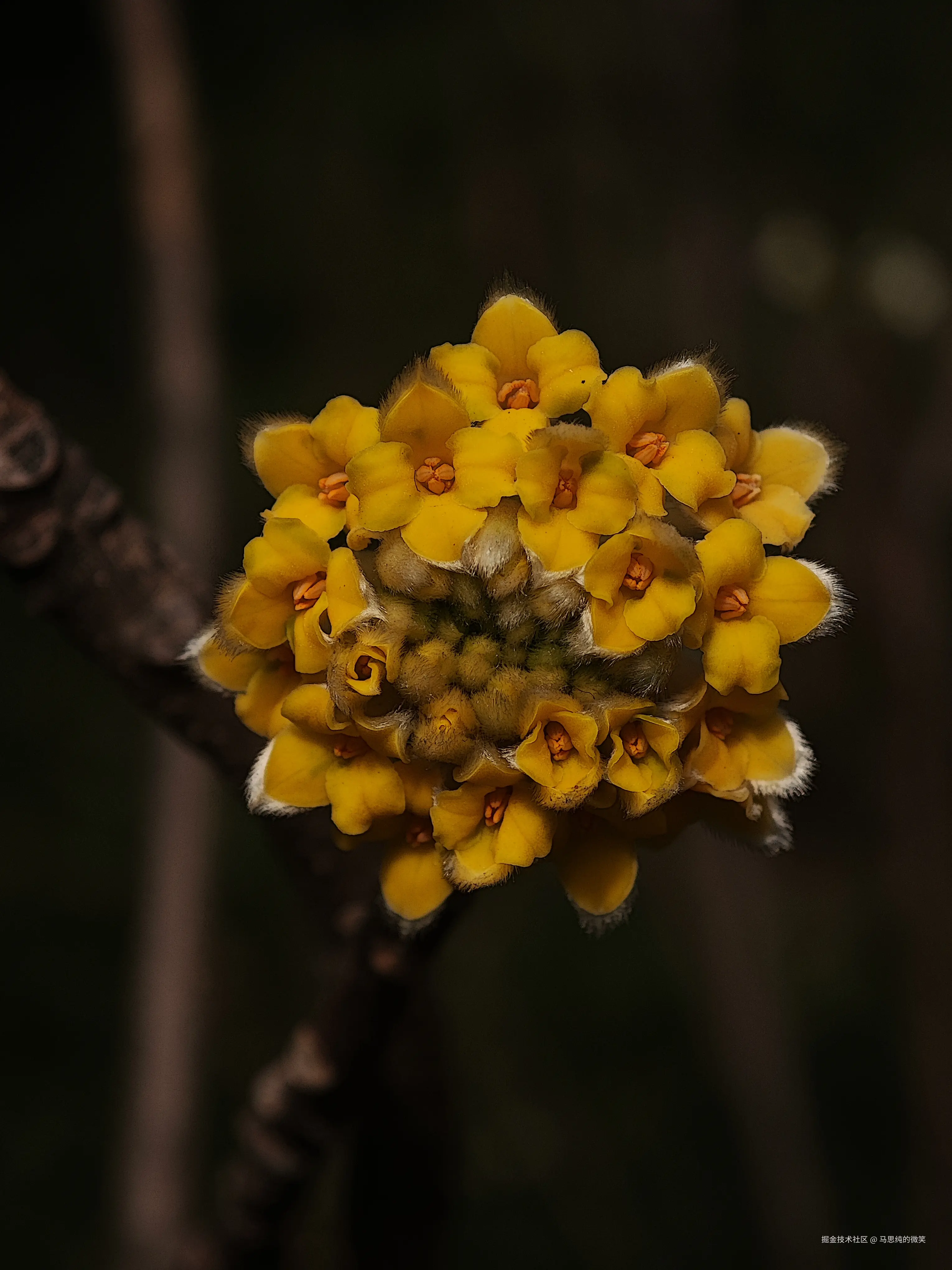 马思纯的微笑于2025-03-13 13:33发布的图片