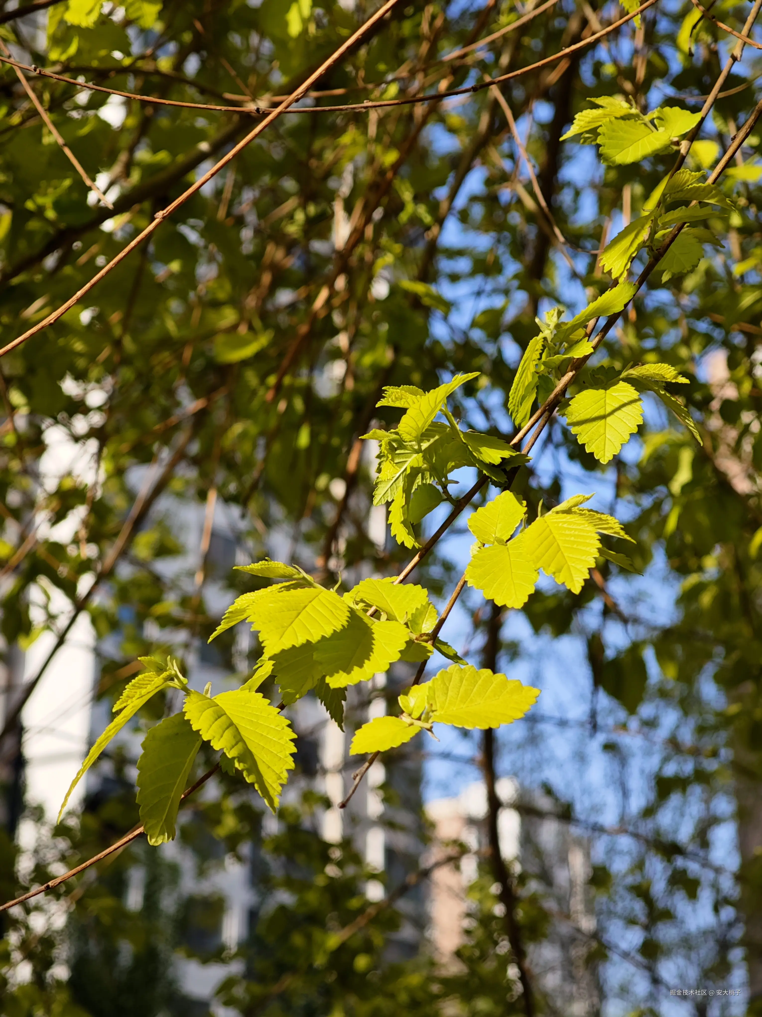 安大桃子于2026-04-12 05:30发布的图片