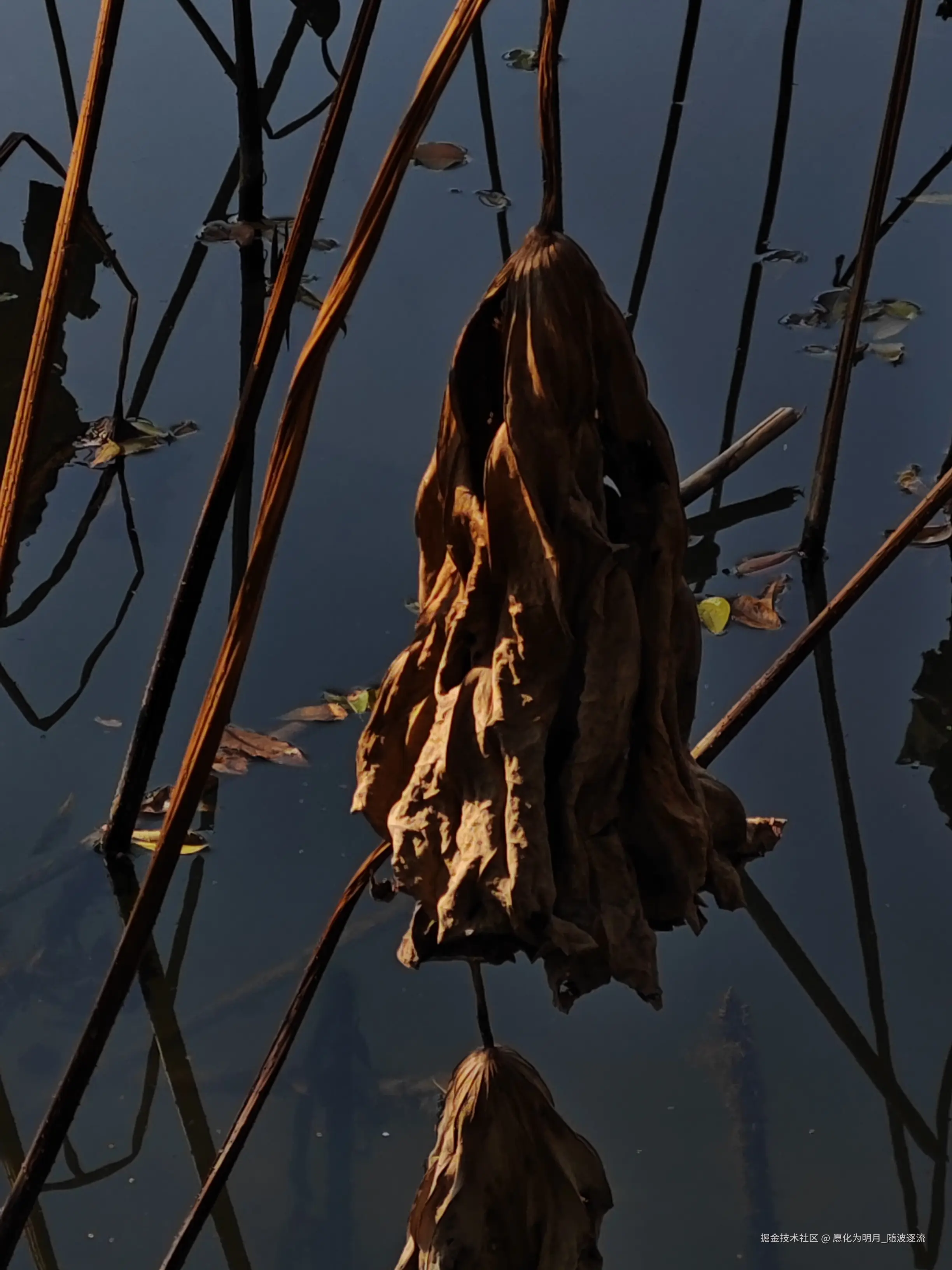 愿化为明月_随波逐流于2024-12-09 10:46发布的图片