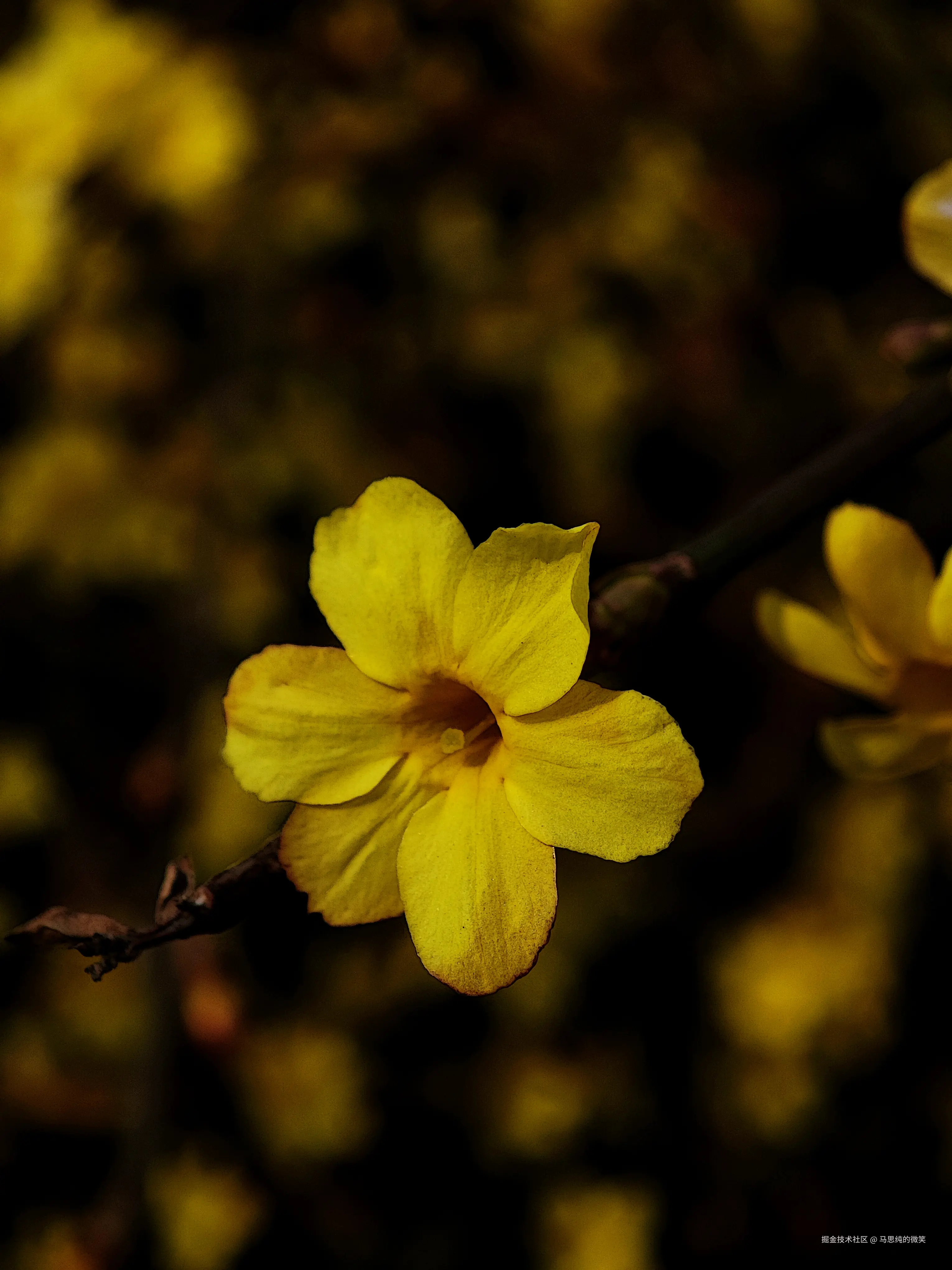 马思纯的微笑于2025-03-13 13:33发布的图片