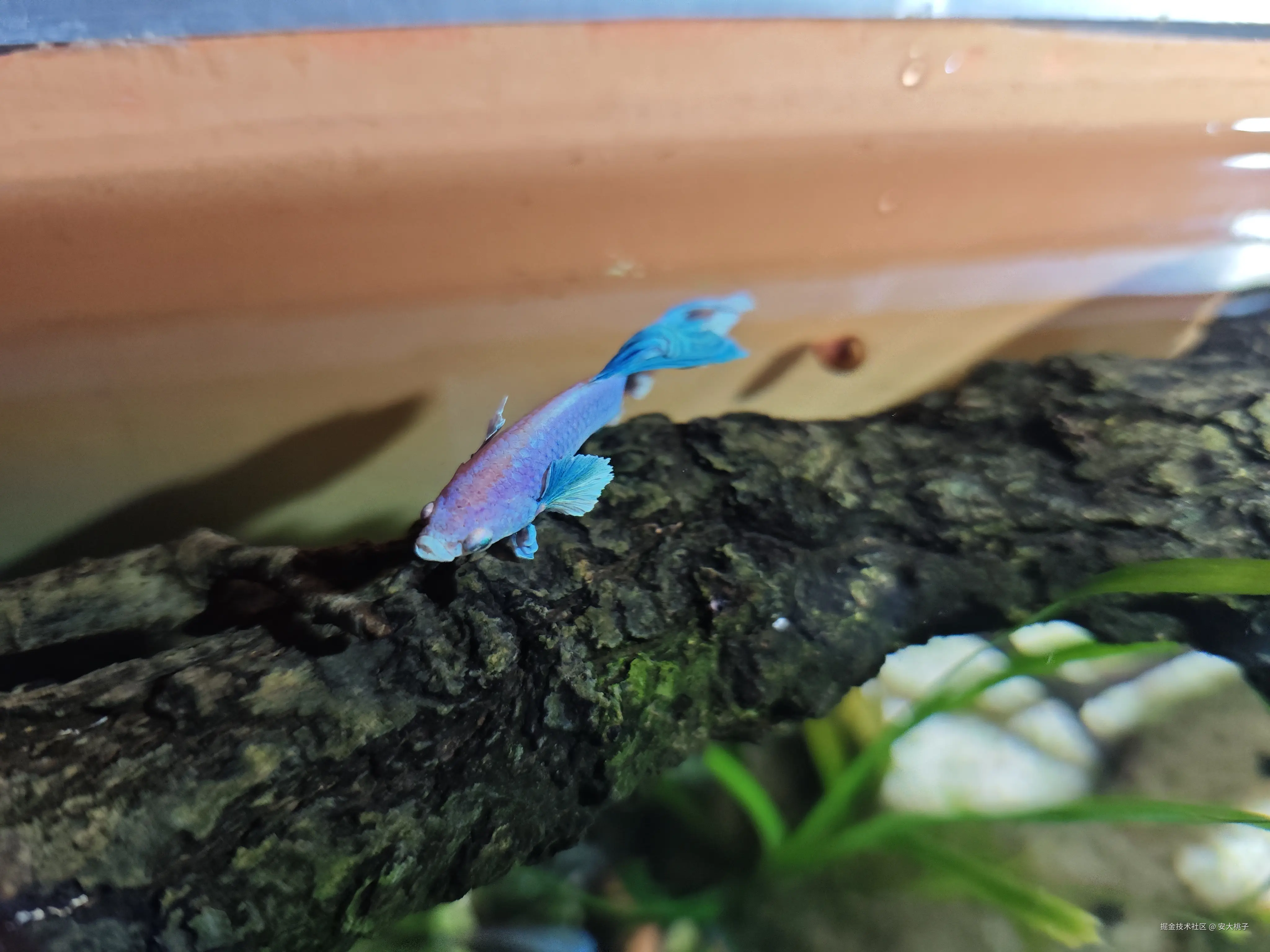 安大桃子于2026-03-26 11:02发布的图片