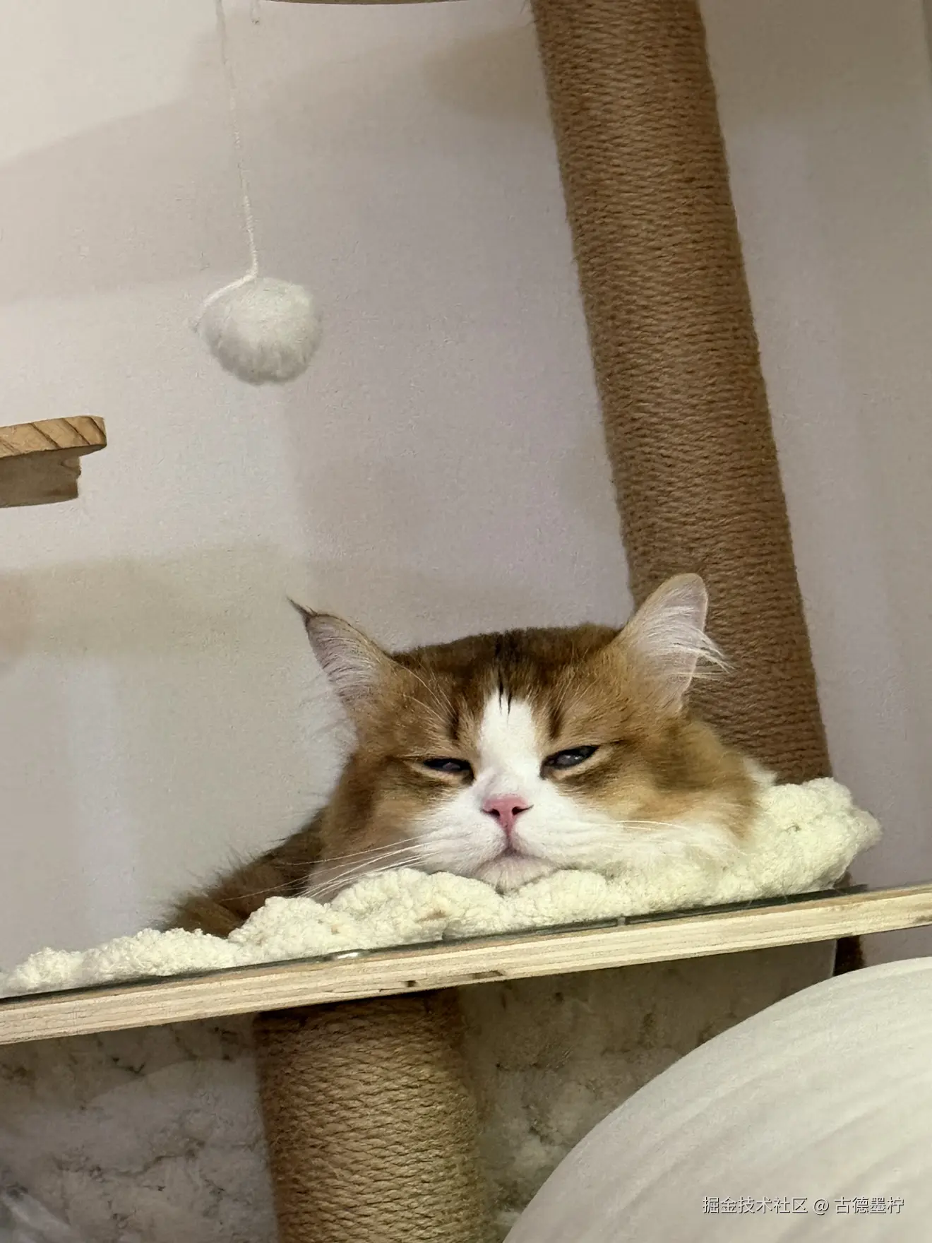 古德墨柠于2026-02-09 17:58发布的图片