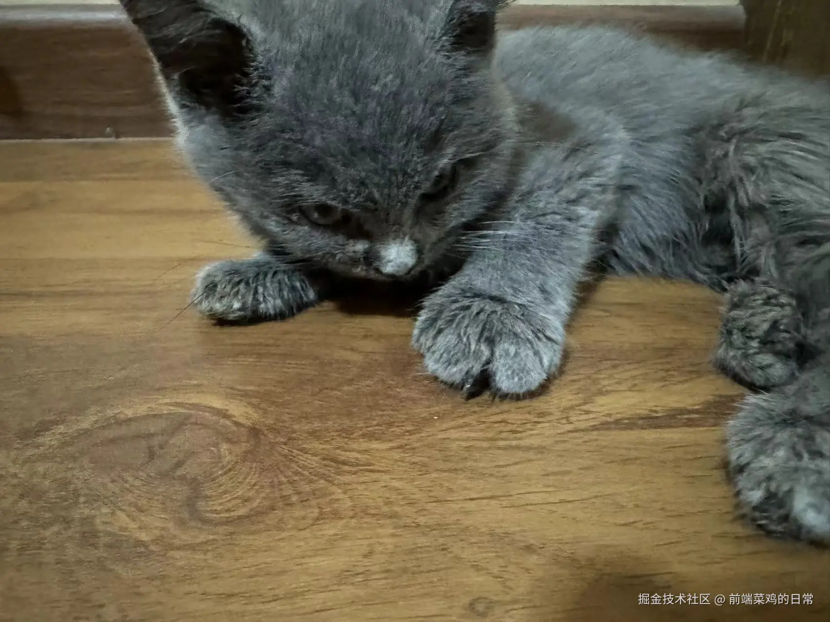 前端菜鸡的日常于2024-09-18 11:16发布的图片