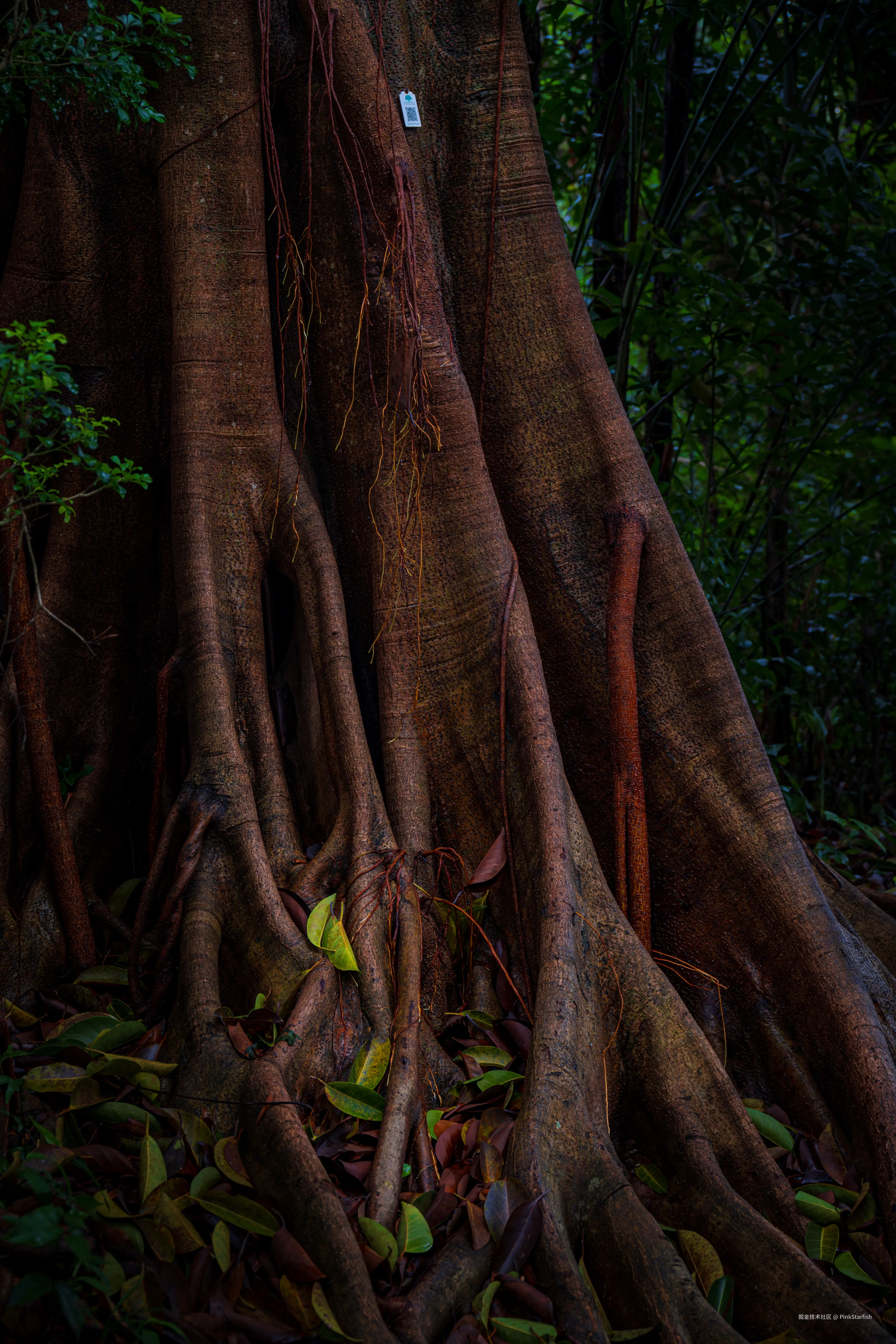 PinkStarfish于2025-07-02 11:30发布的图片